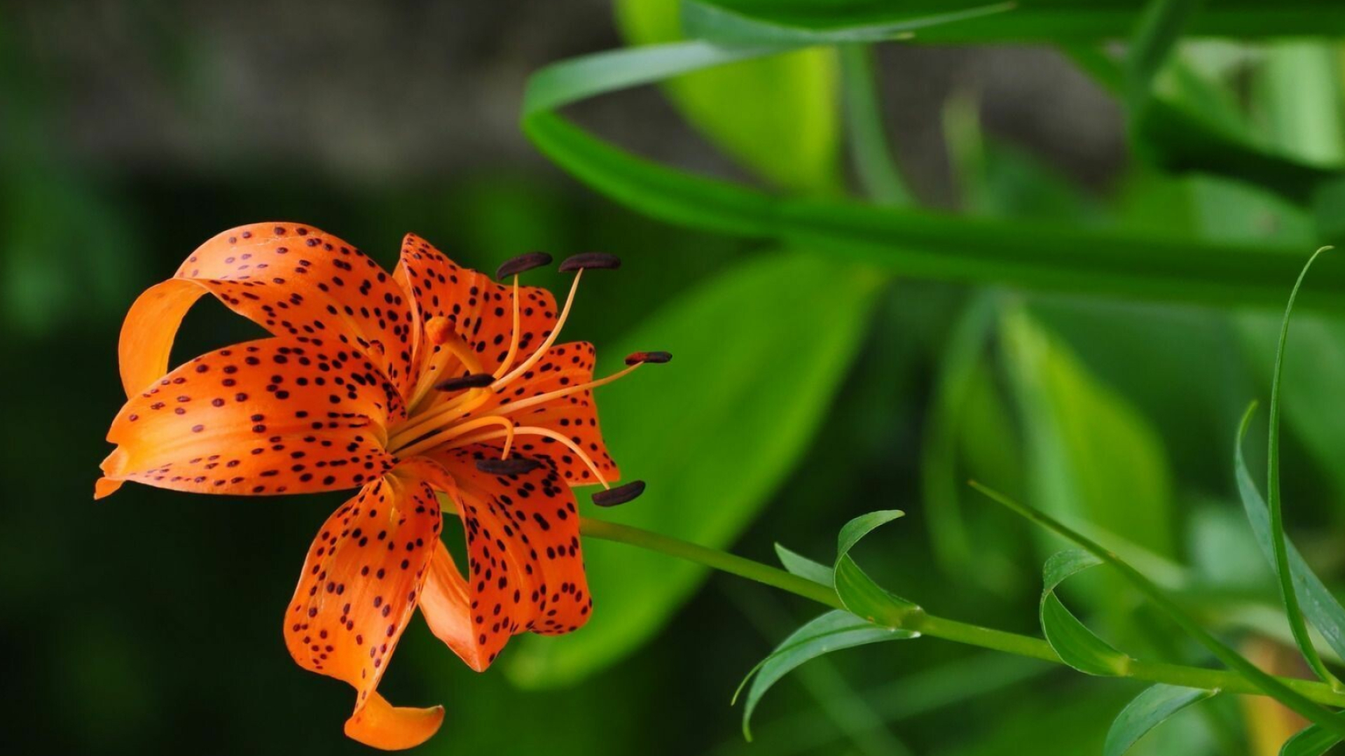 Tiger lily wallpaper, Flower wallpapers, Lily flower, Natural beauty, 1920x1080 Full HD Desktop