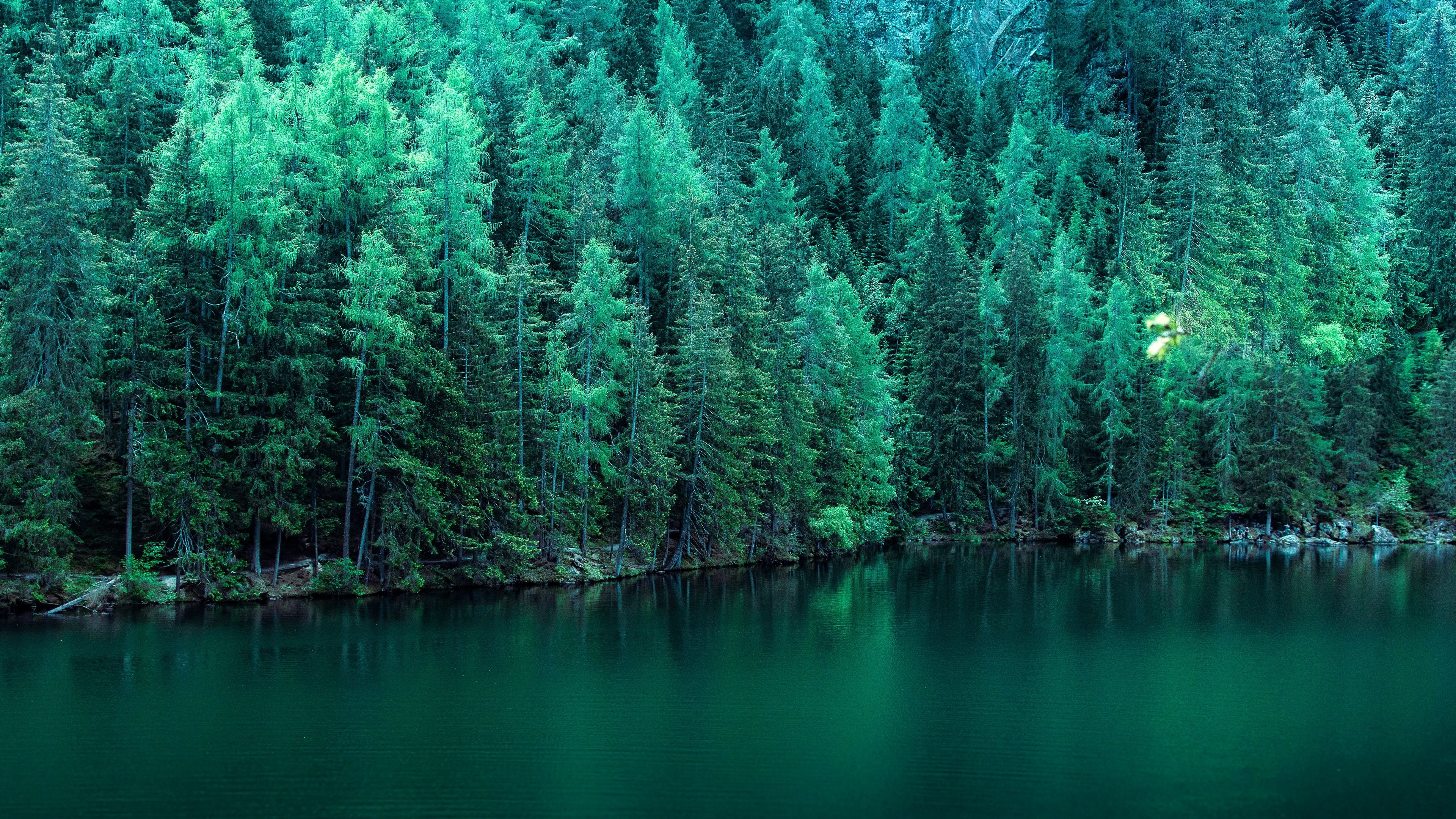 Forest lake, Pine Trees Wallpaper, 3840x2160 4K Desktop