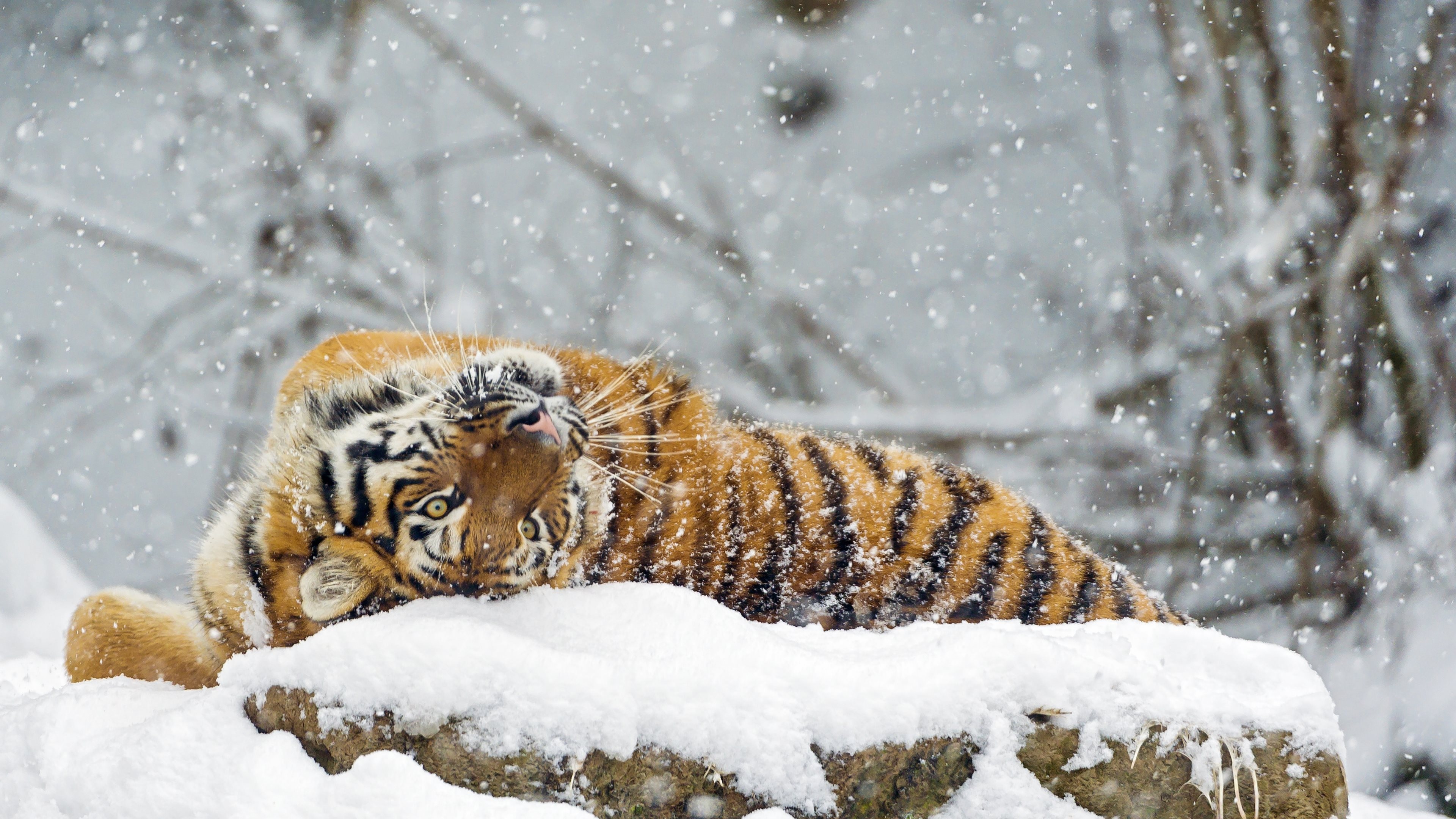 Siberian tiger, Snow Wallpaper, 3840x2160 4K Desktop