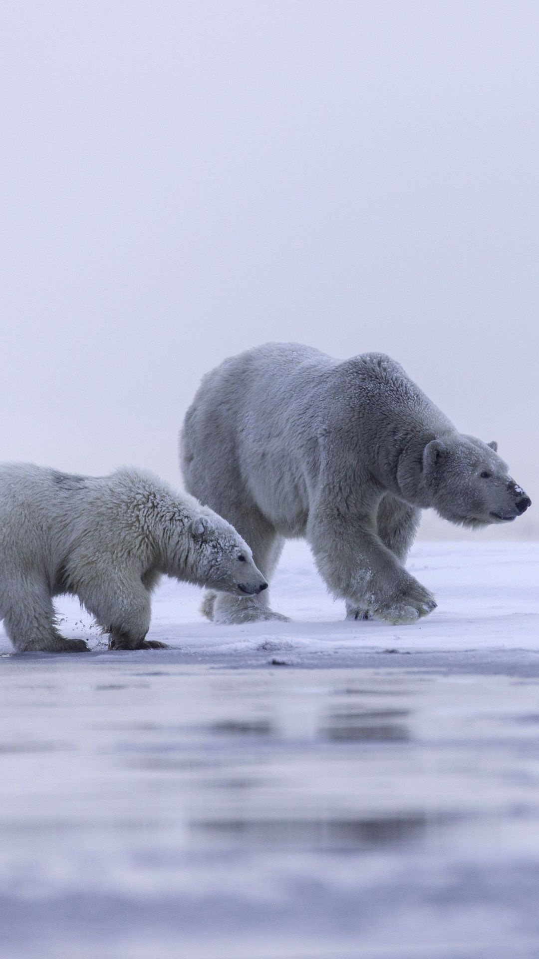 Family bonds in the wild, Polar unity, Frozen Alaskan beauty, Arctic family life, 1080x1920 Full HD Phone