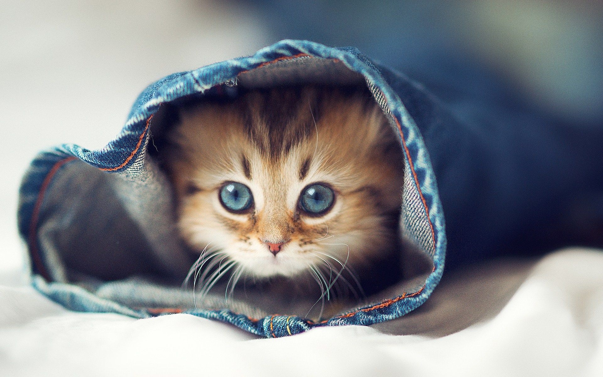 Blue-eyed fluffy kitten, Denim jeans pant leg, Soft white blanket, HD Desktop wallpaper