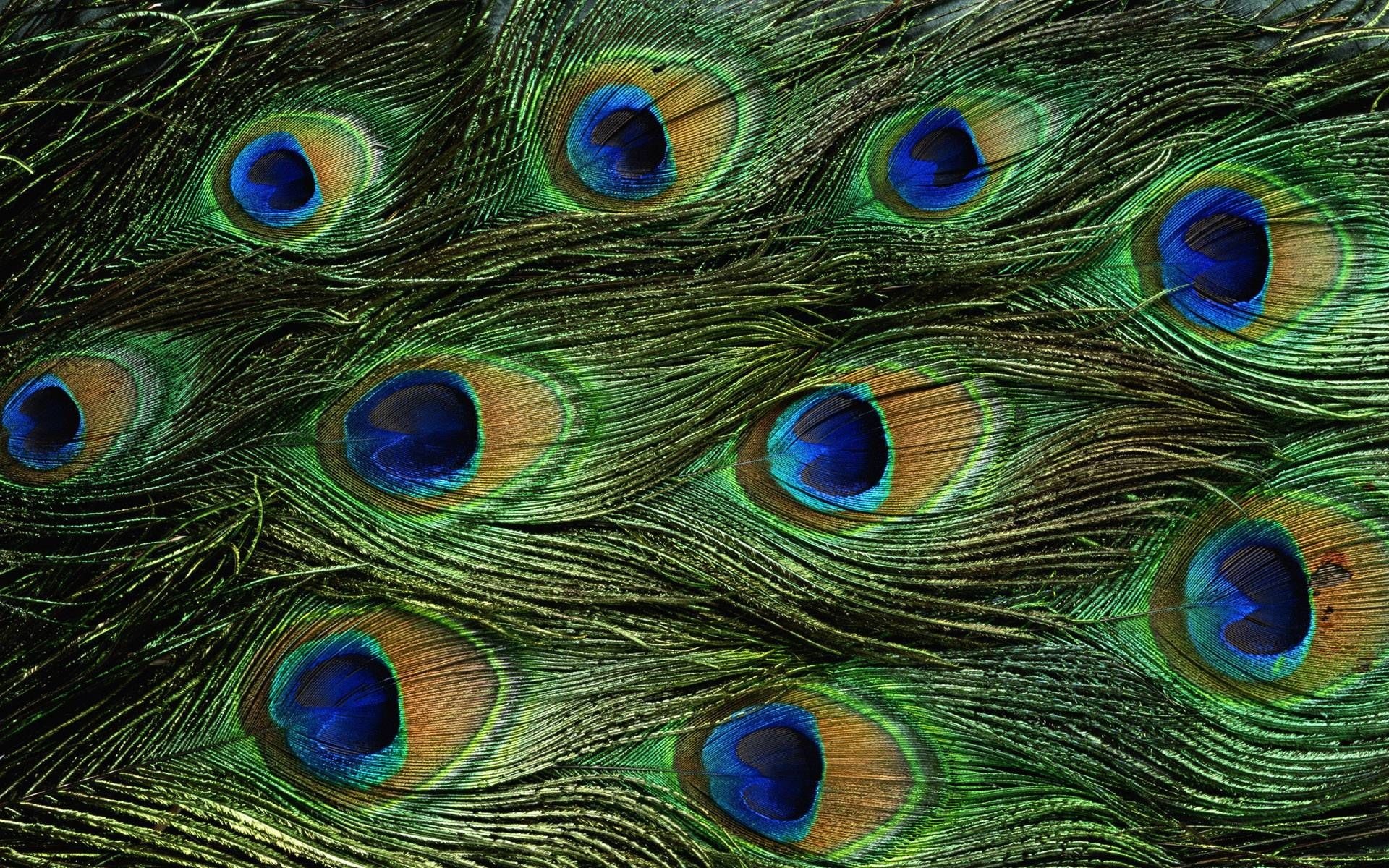 Peacock feather eyespots, Iridescent green plumage, Feather barb texture, HD Desktop wallpaper