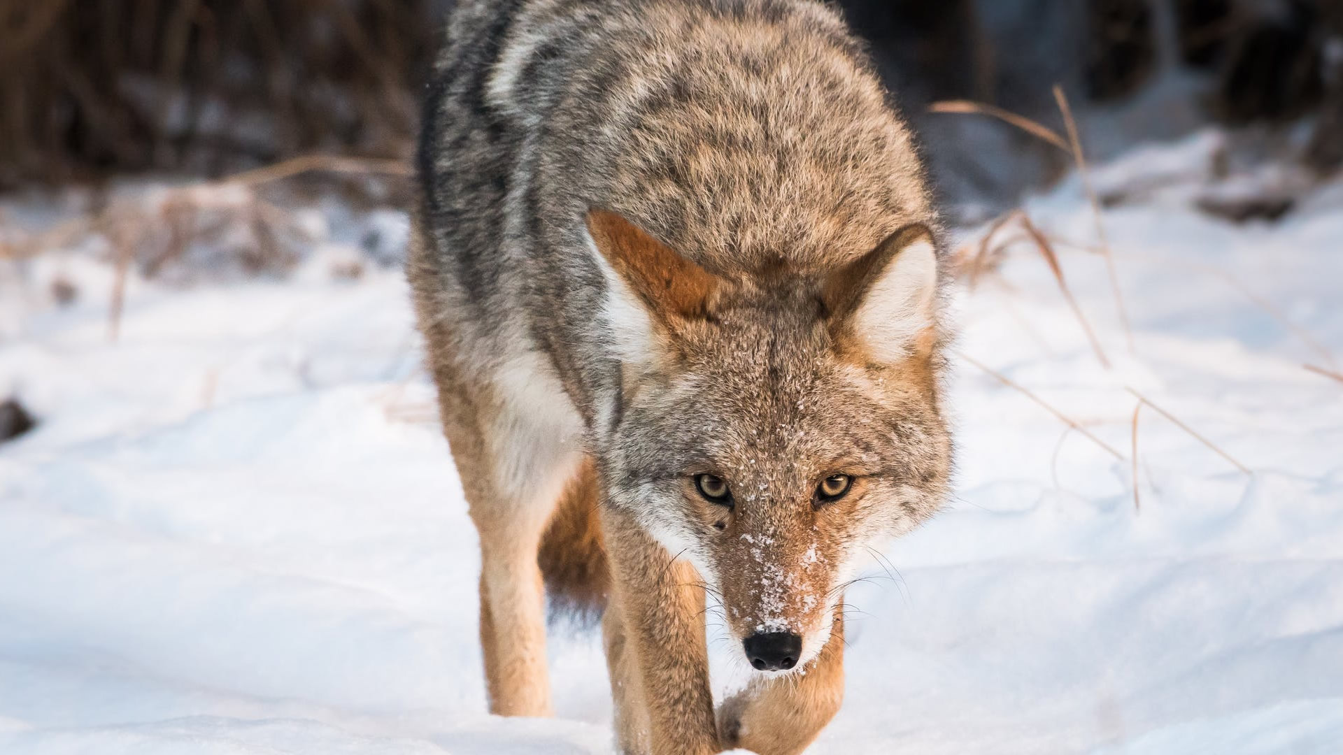 Coyote, Rockin wk, Wild canine, Nature's beauty, 1920x1080 Full HD Desktop