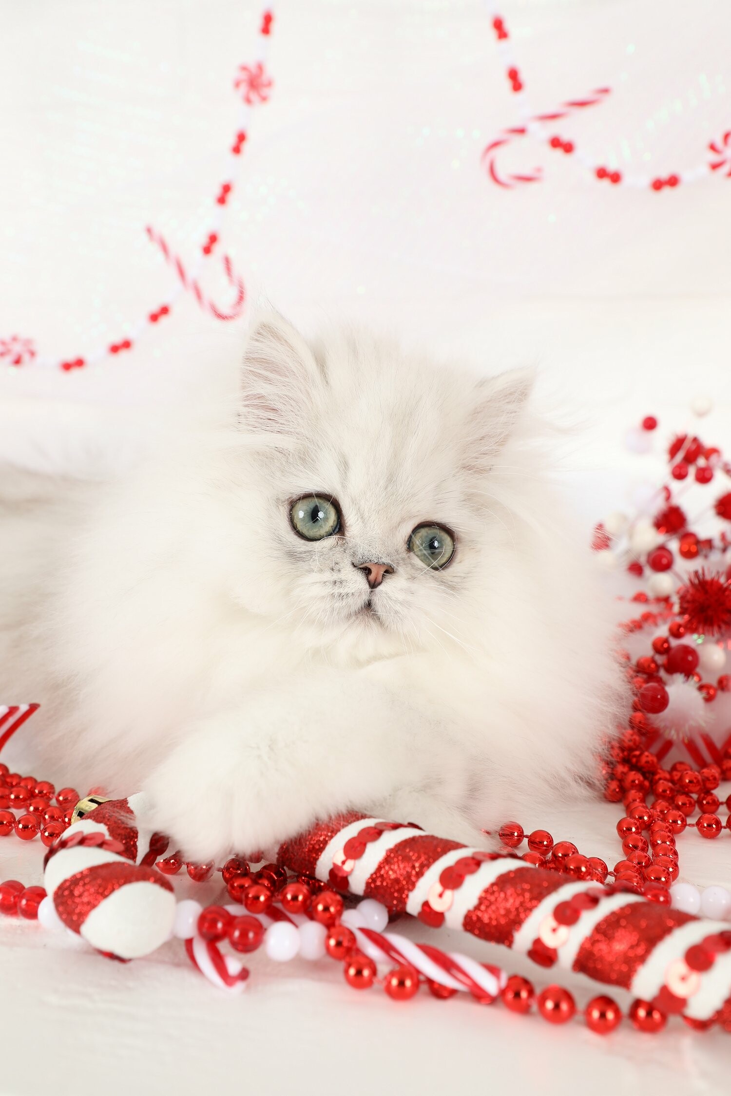 Persian Cat, Silver chinchilla, Luxury Persian kittens, Rainbow of colors, 1500x2250 HD Phone