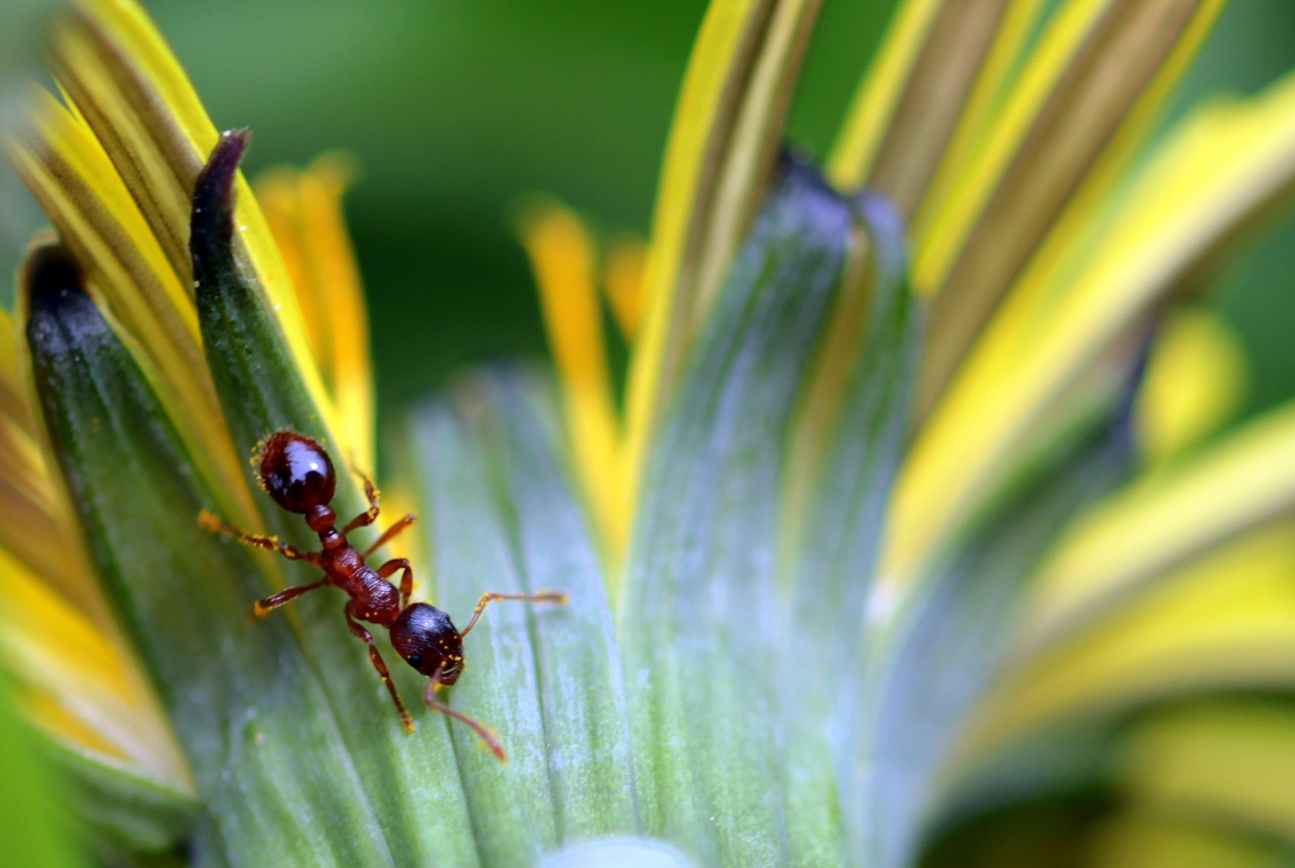 Wild ant, Ant group, Free photo, Download jooinn, 2540x1700 HD Desktop