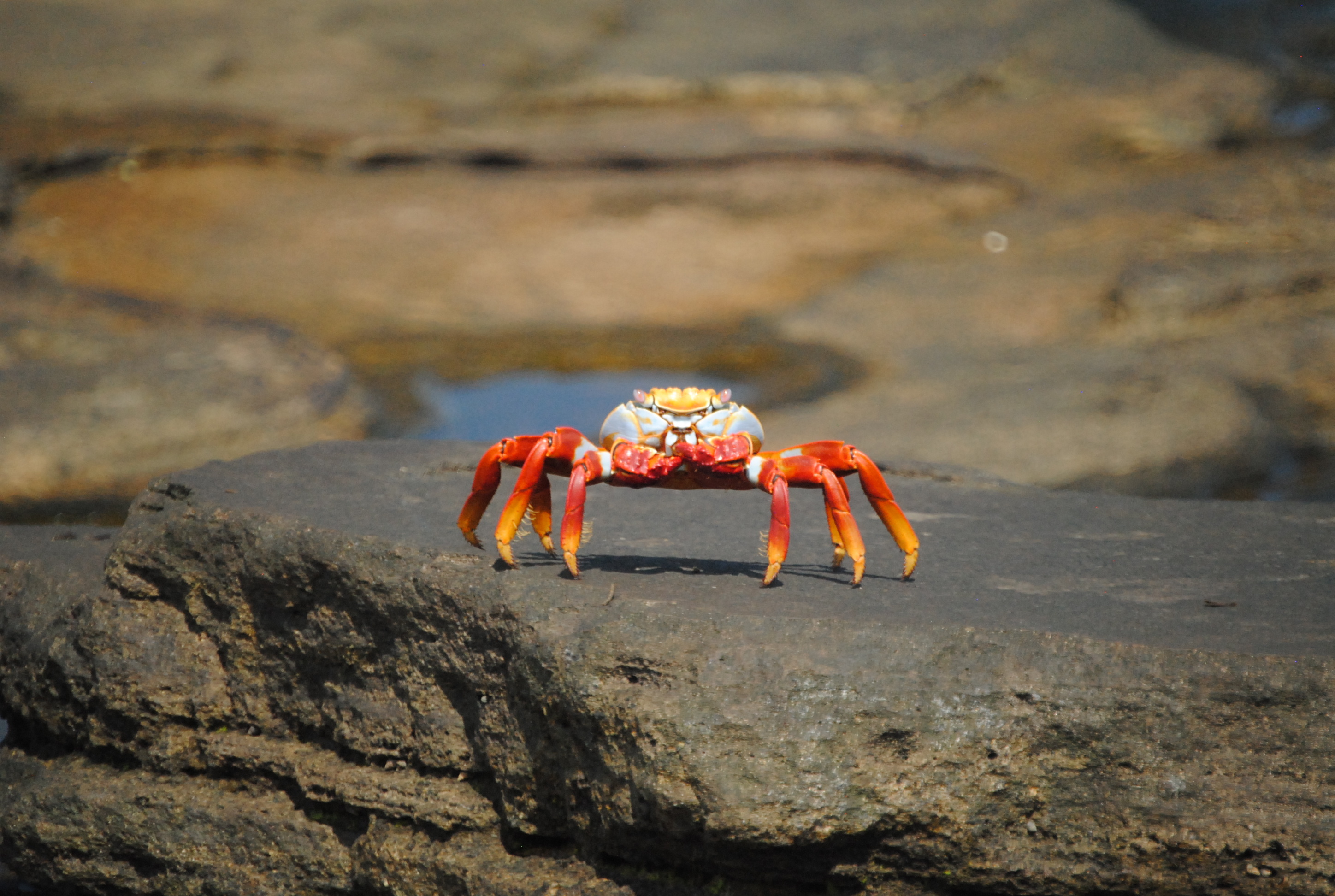 Crab, Red and gold crab, Rock selective focus, Photography, 2900x1950 HD Desktop