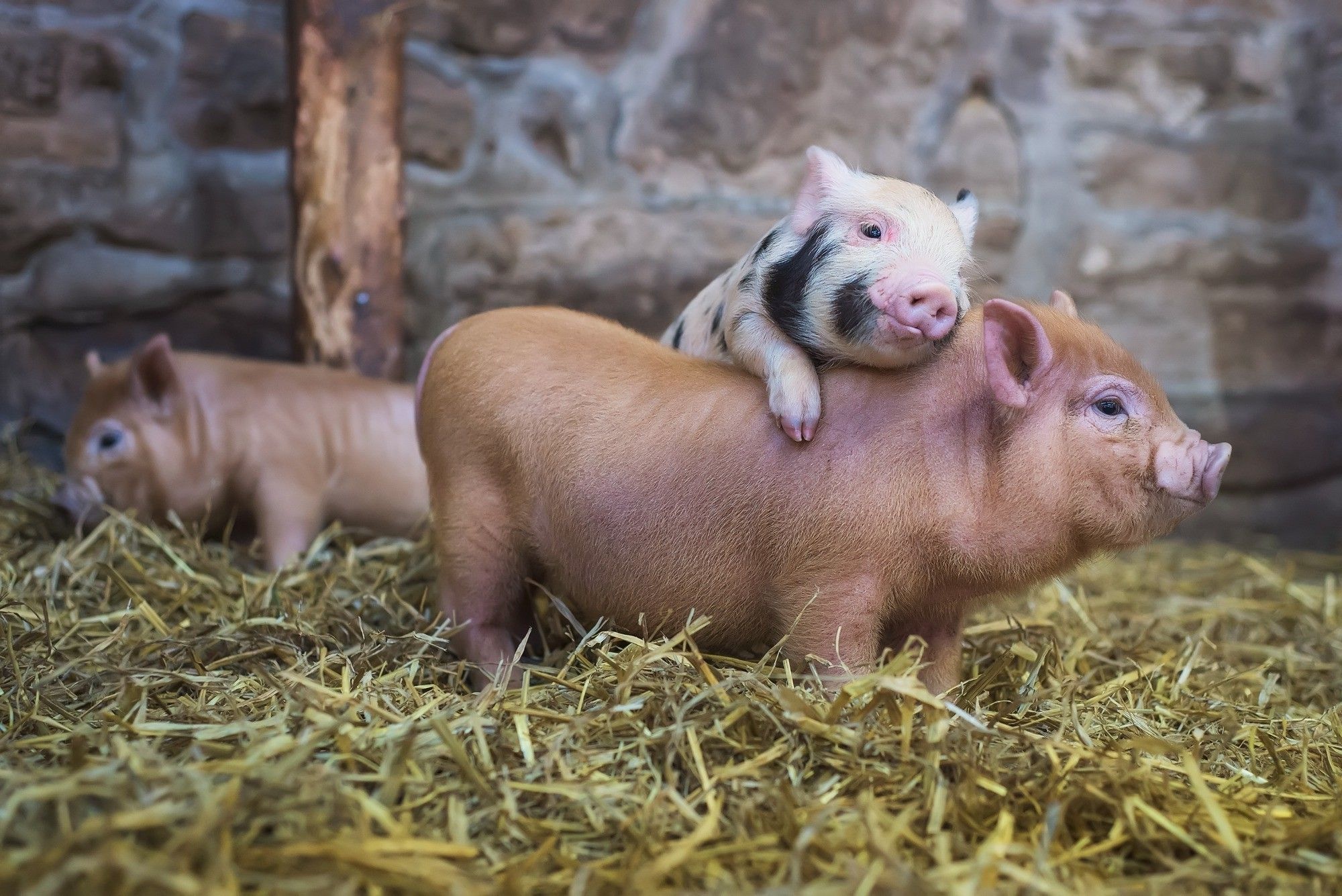 Happy animals, Beautiful animals, Pigs wallpaper, Animal happiness, 2000x1340 HD Desktop