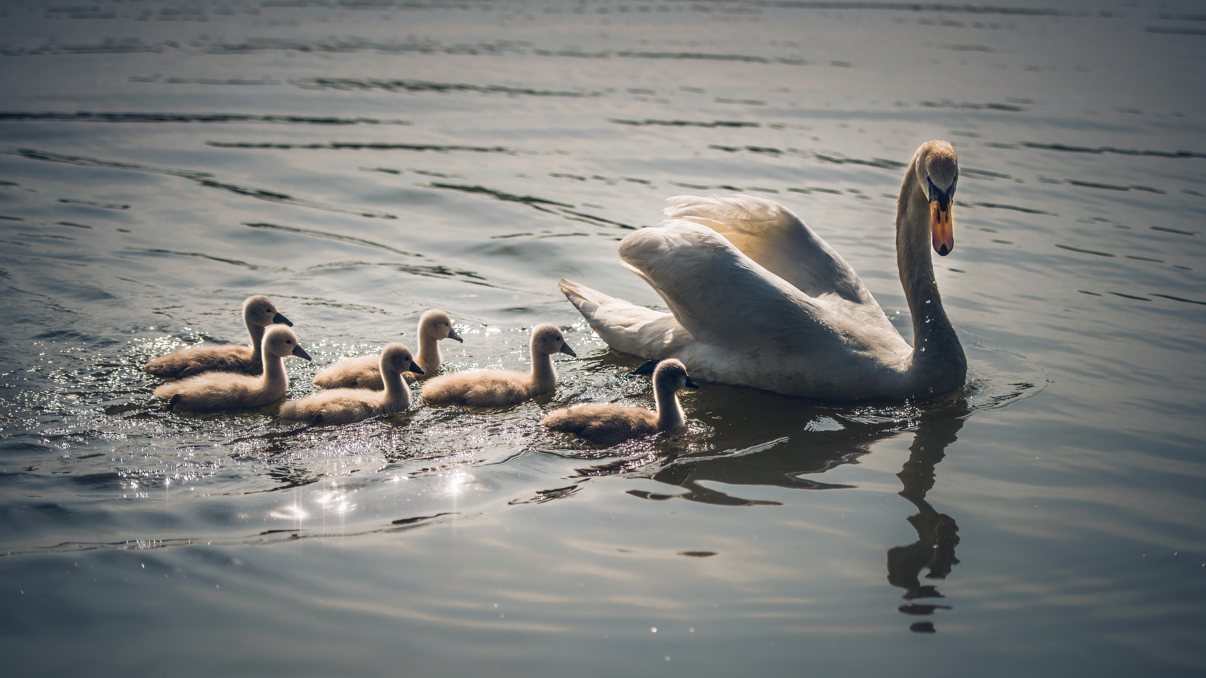 Swan elegance, Majestic creature, Graceful beauty, Natural habitat, 3840x2160 4K Desktop