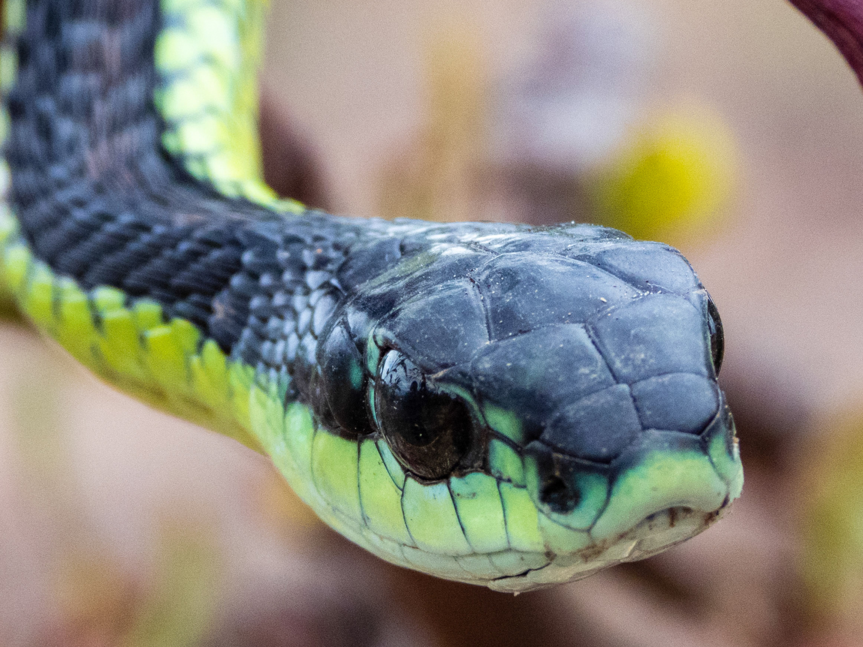 Boomslang, Dispholidus typus typus, Melkbosstrand, South African serpent, 2870x2160 HD Desktop