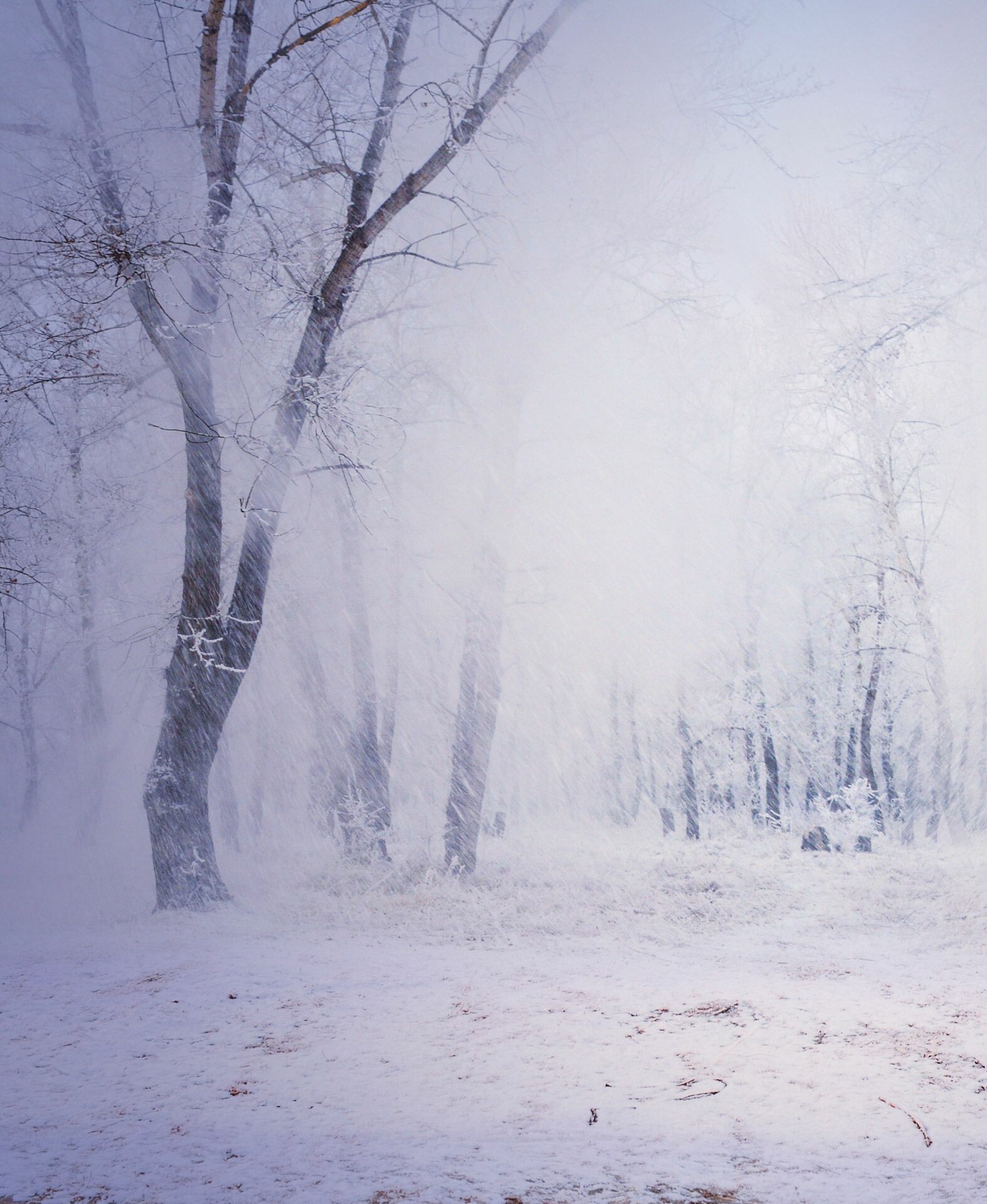 Capture the snowfall, Free stock photos, Much ado about snow, Wintry wonder, 1580x1920 HD Phone