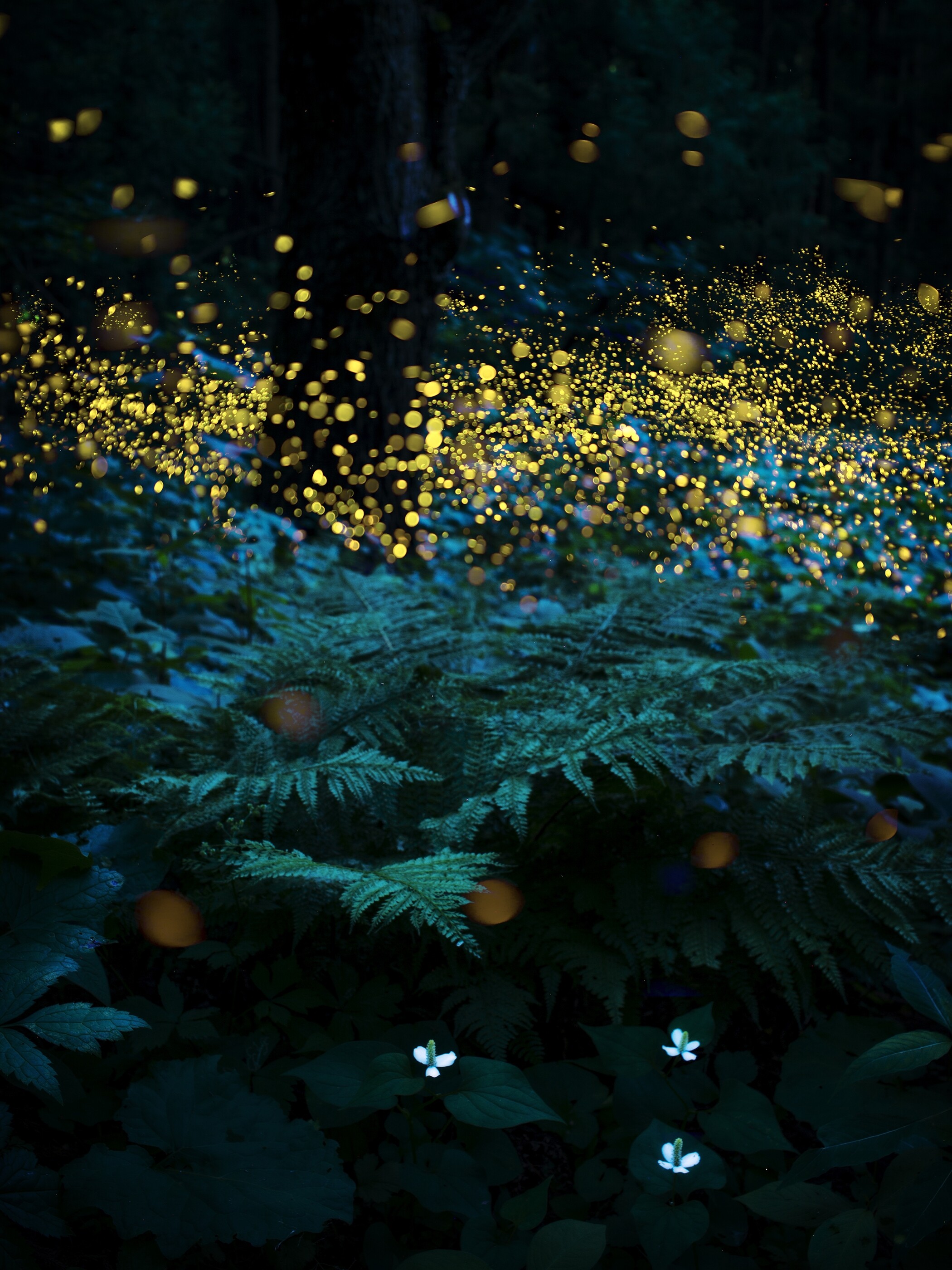 Summer forest fairies, Silver winner, Enchanting atmosphere, Fantasy photography, 2100x2800 HD Phone