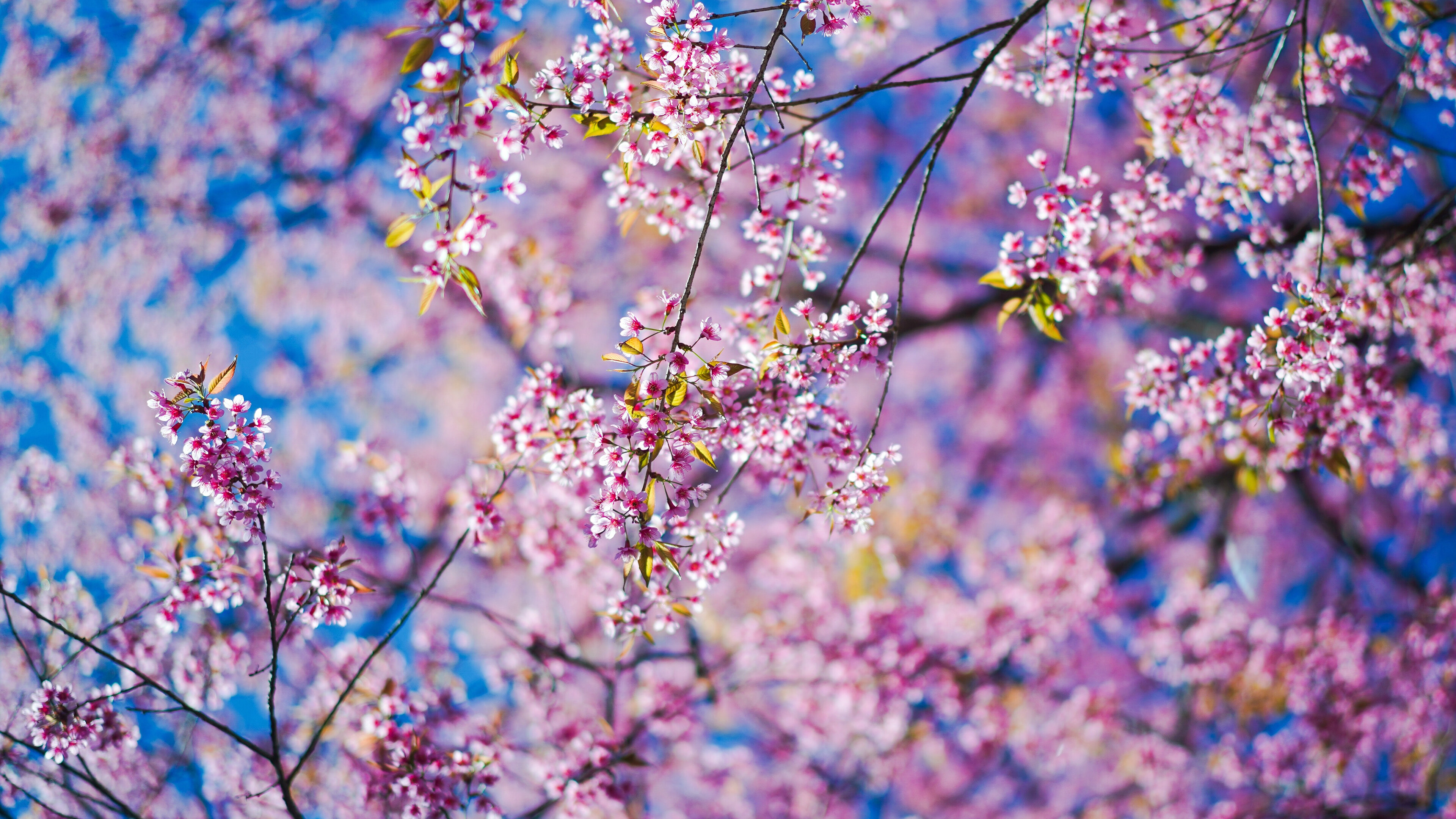 Spring
