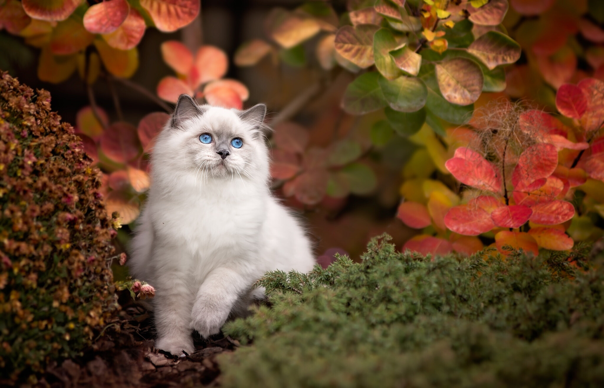 Outdoors, Ragdoll Wallpaper, 2050x1320 HD Desktop