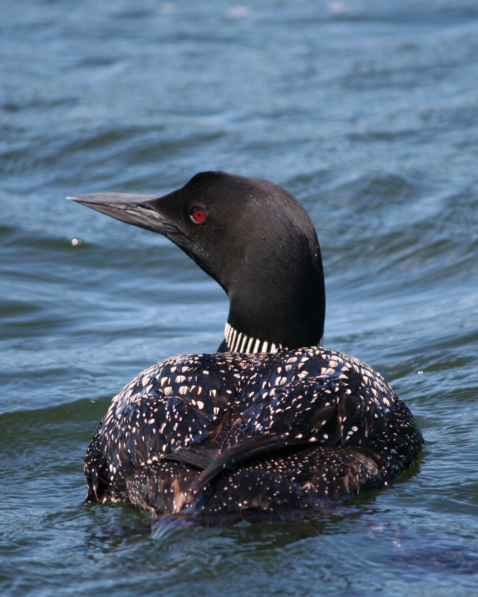 Loony for loons, Loon bird, Pet birds, 1650x2060 HD Phone