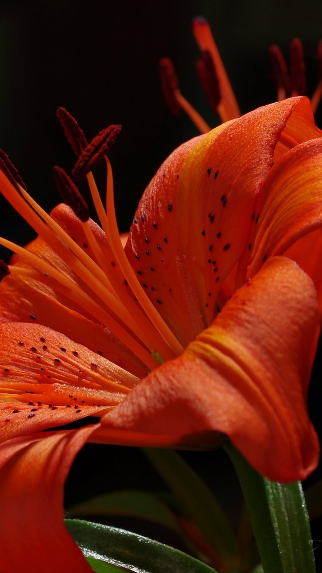 Earth lily, Nature's beauty, Earthy tones, Nature, 1080x1920 Full HD Phone