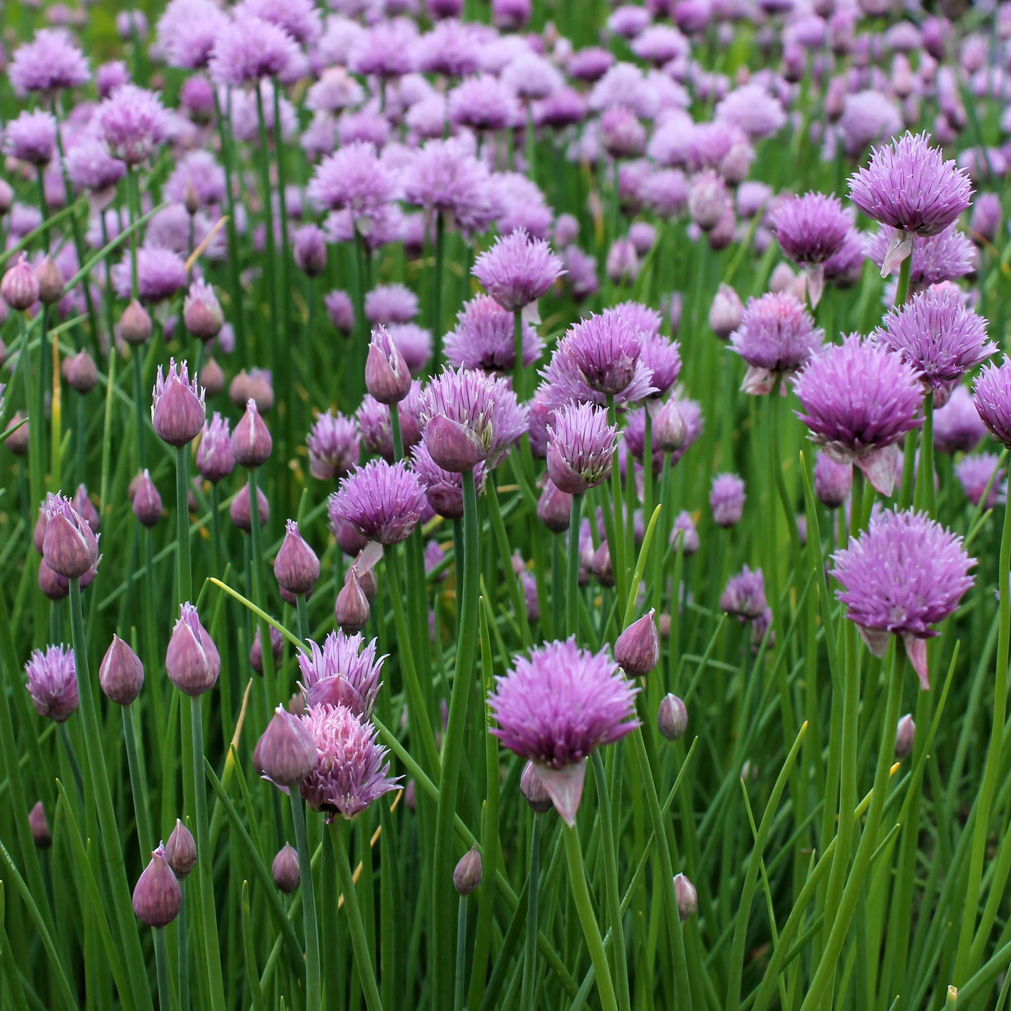 Outsidepride chives seed, Flowering plants, Patio, Lawn, 2000x2000 HD Phone