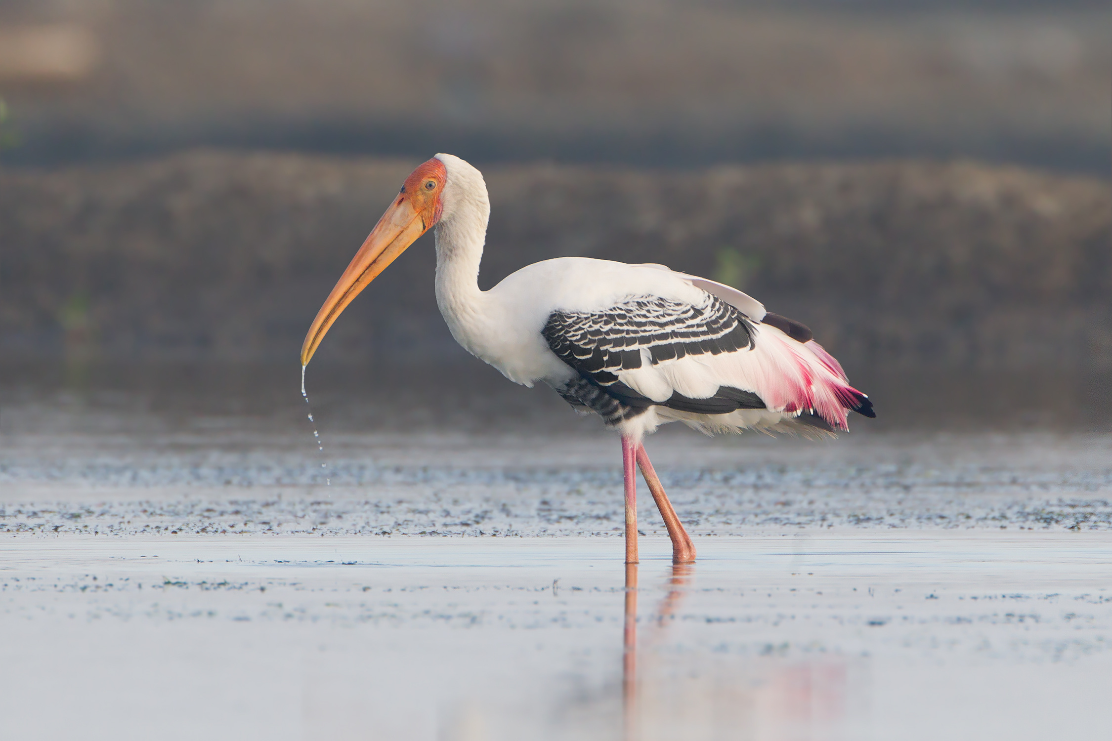 HQ stork pictures, 4K wallpapers, Animal wallpapers, Striking stork, 2250x1500 HD Desktop