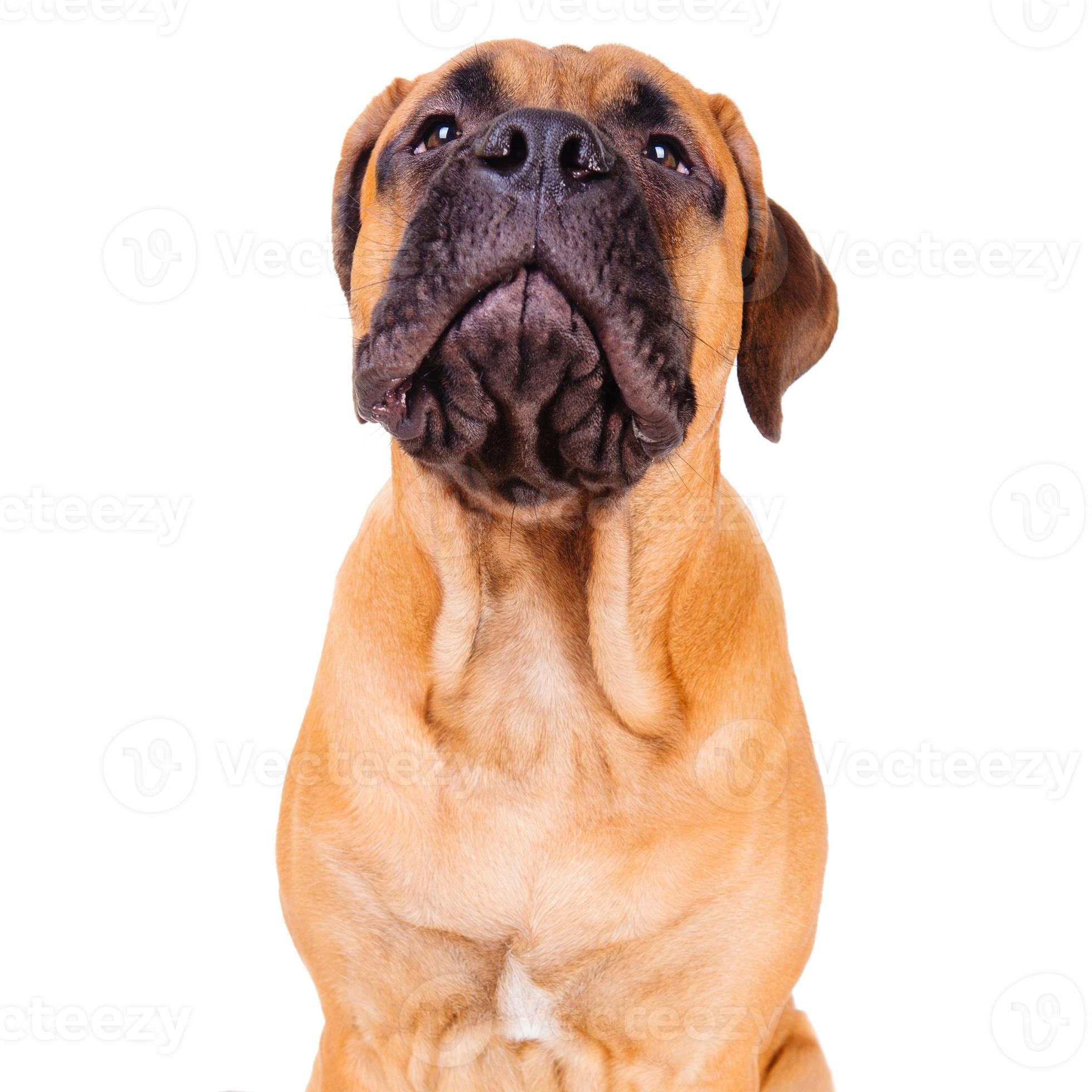 Bullmastiff puppy, Loud barking, Stock photo, Vecteezy, 1960x1960 HD Phone