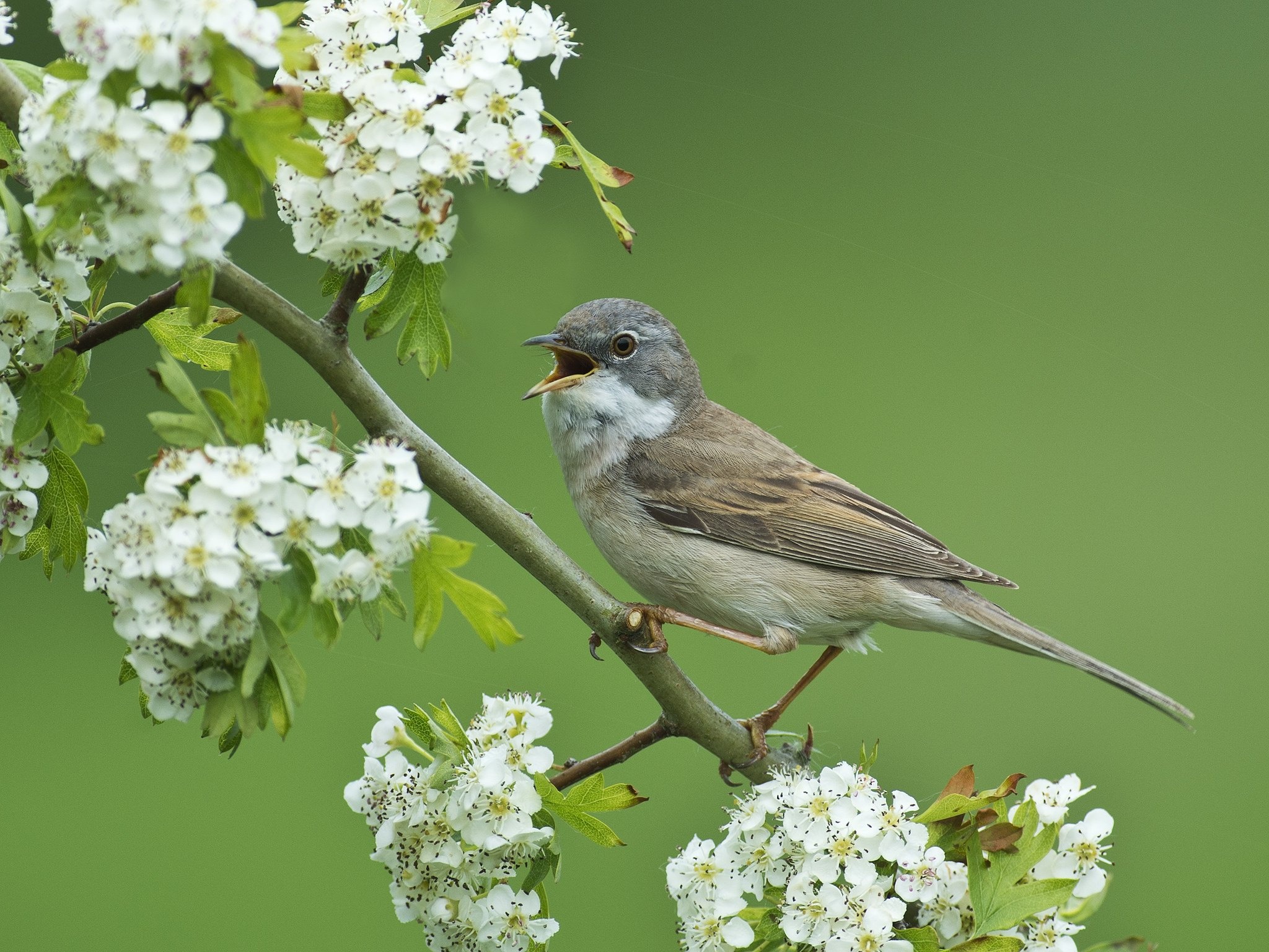 Bird, Hawthorn Tree Wallpaper, 2050x1540 HD Desktop