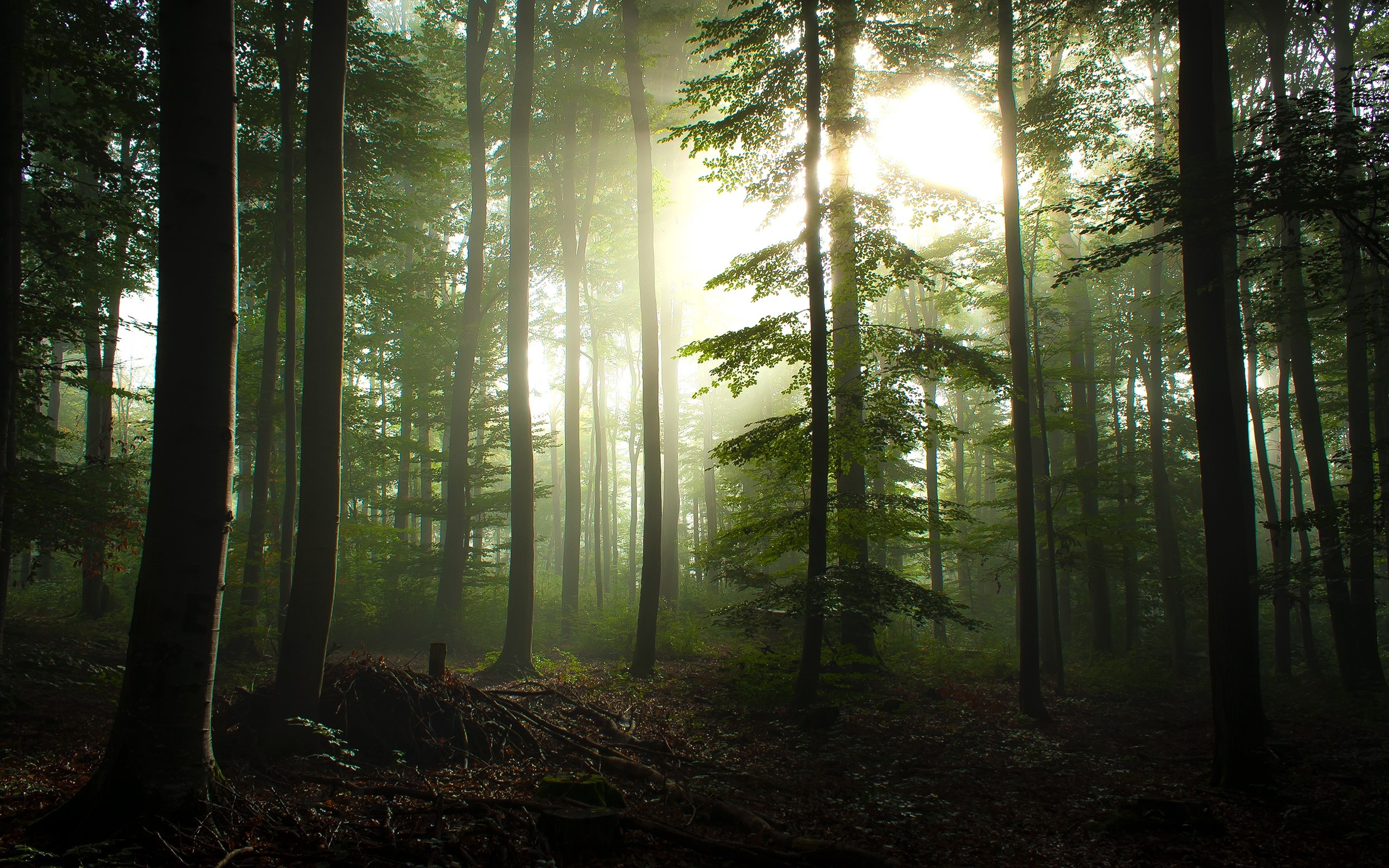misty beech forest, sunbeams through canopy, shadowed forest floor, HD Desktop wallpaper