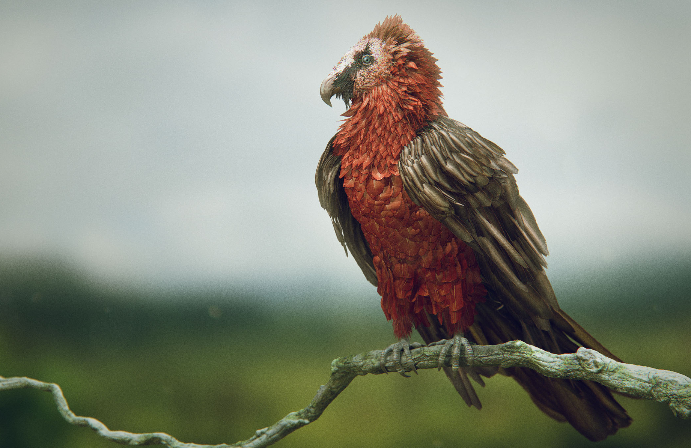 Bearded Vulture, High res daniel bystedts, Vulture side, Vulture, 2330x1510 HD Desktop