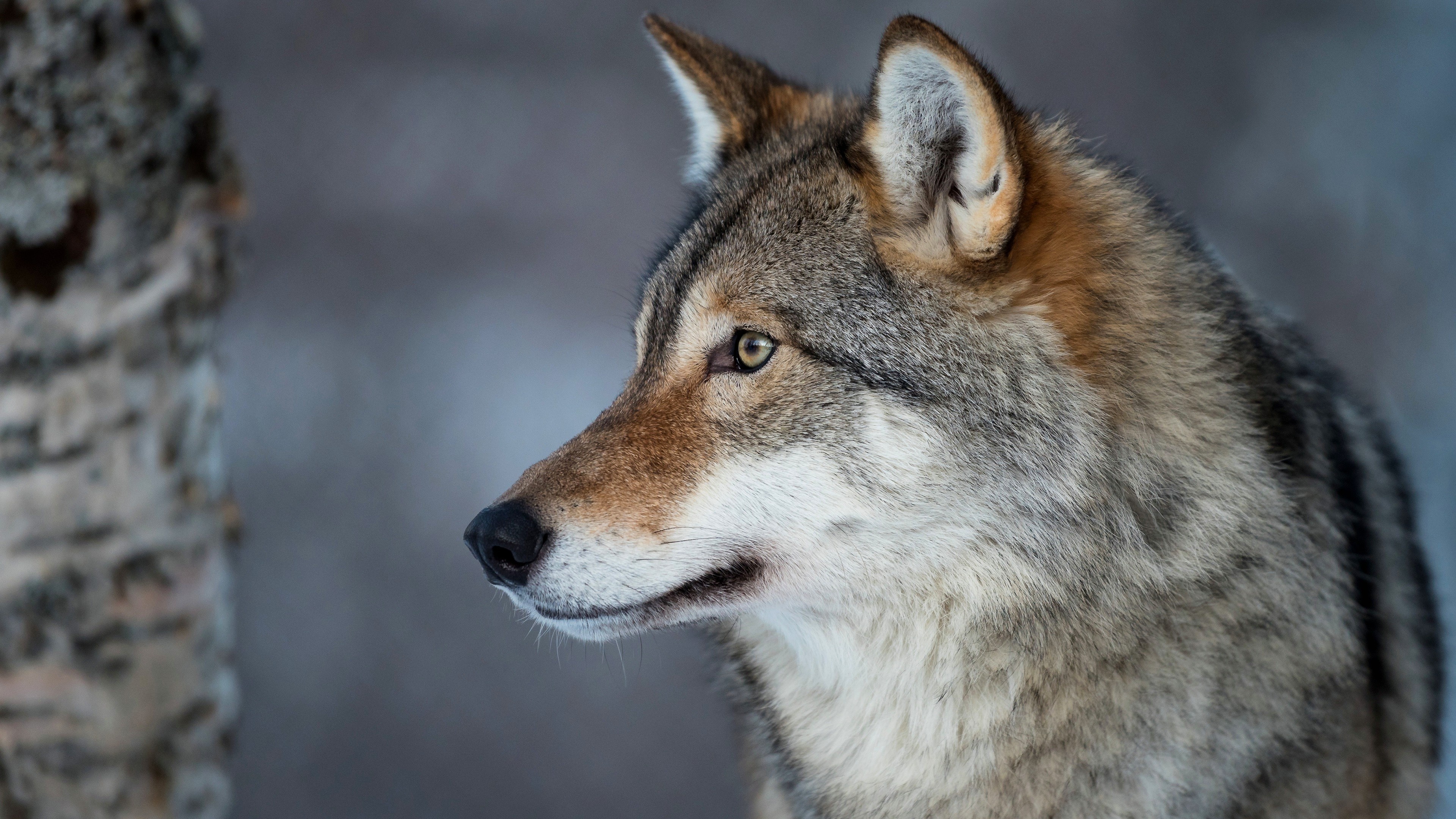 Gray Wolf, Intense gaze, Fierce predator, Beautiful nature, 3840x2160 4K Desktop