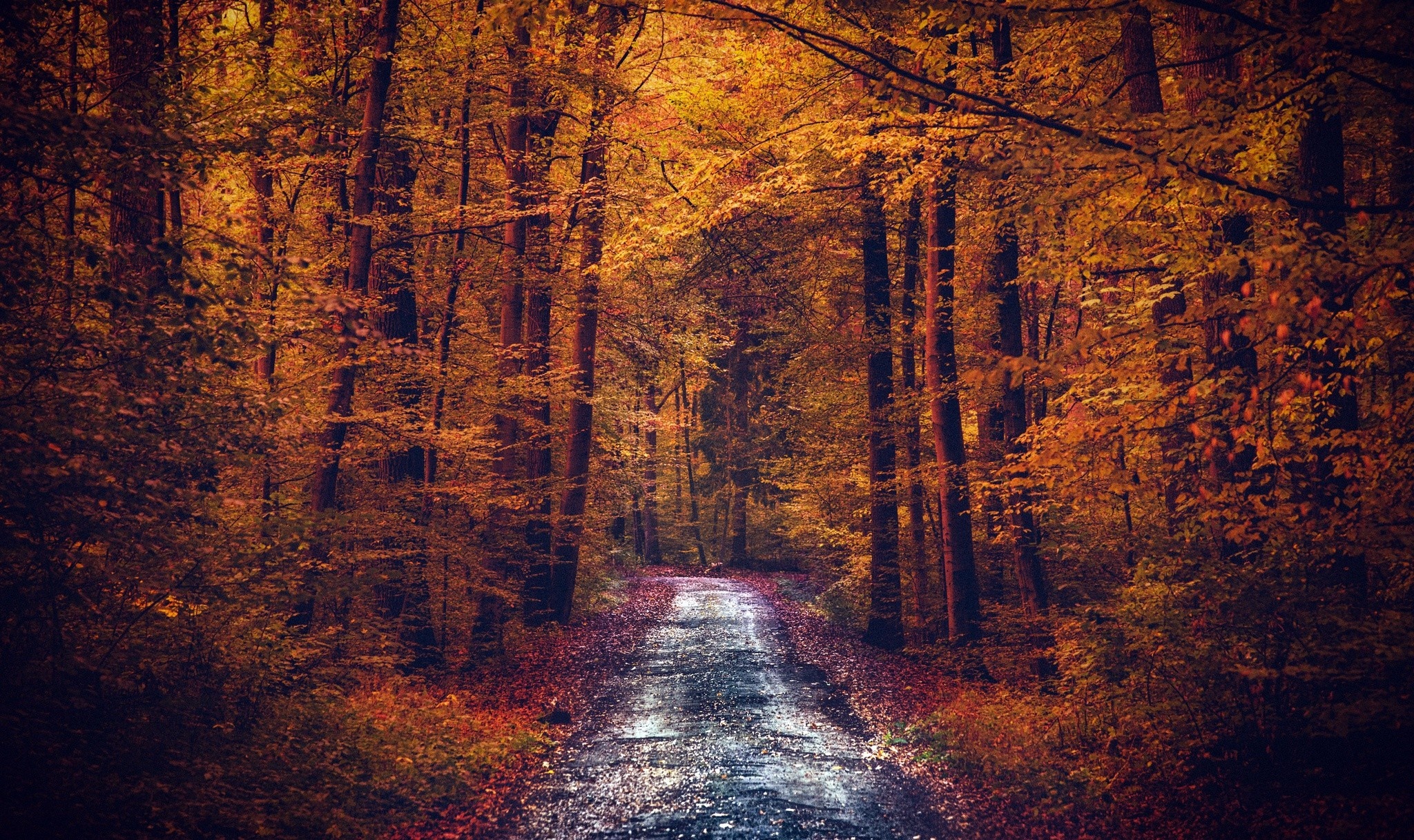 Sunlight fractured forest, Branch intricacies, Dawn's first light, Verdant pathway, Seasonal contrast, 2050x1220 HD Desktop