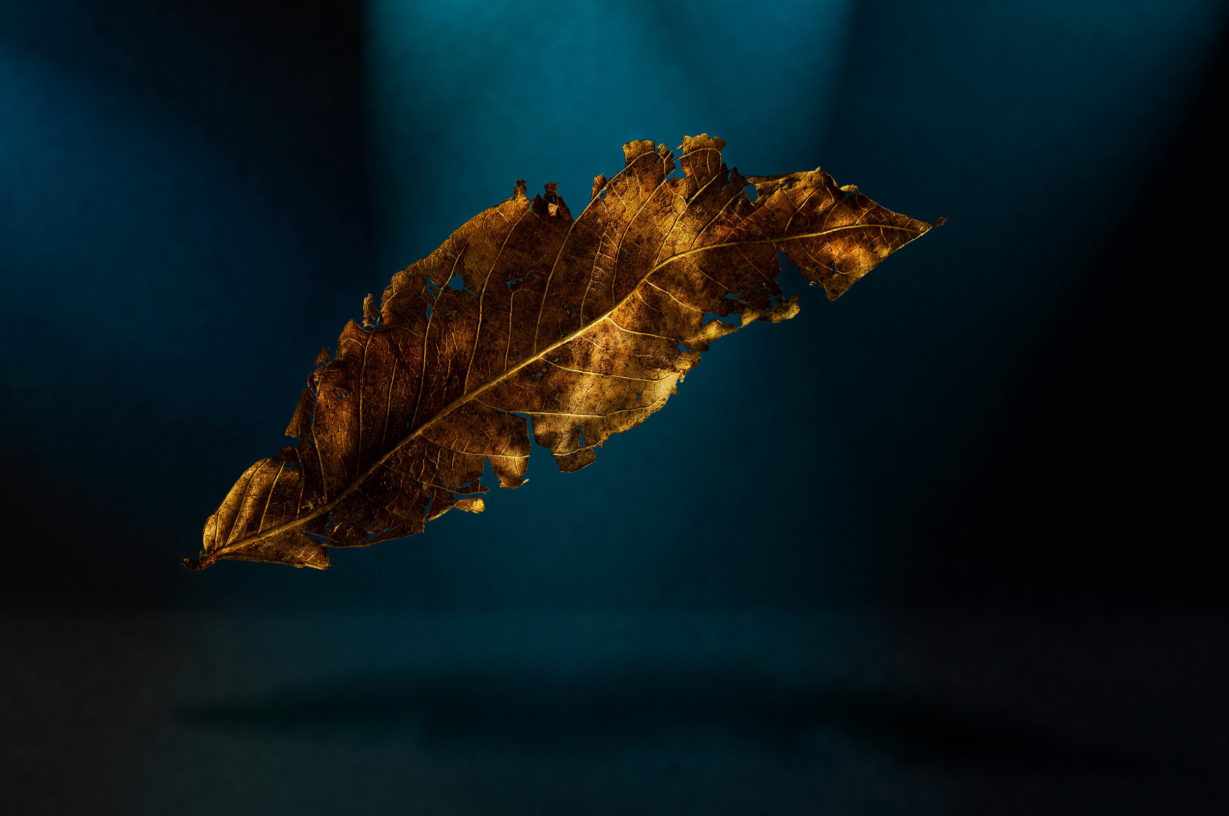 Dried, Gold Leaf Wallpaper, 2500x1660 HD Desktop
