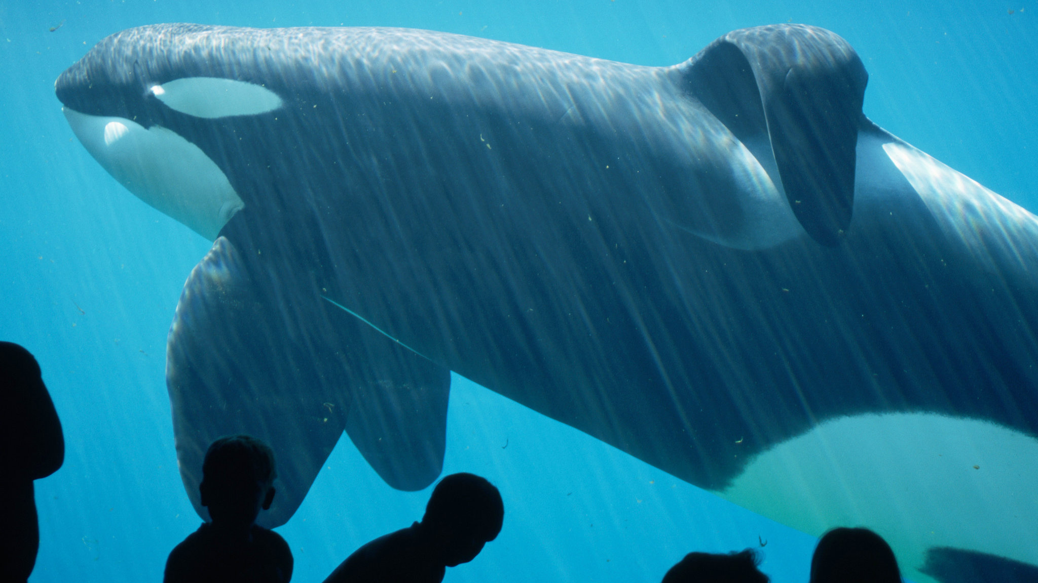 The Whale Who Would Not Be Freed, New York Times, Movies, 2050x1160 HD Desktop
