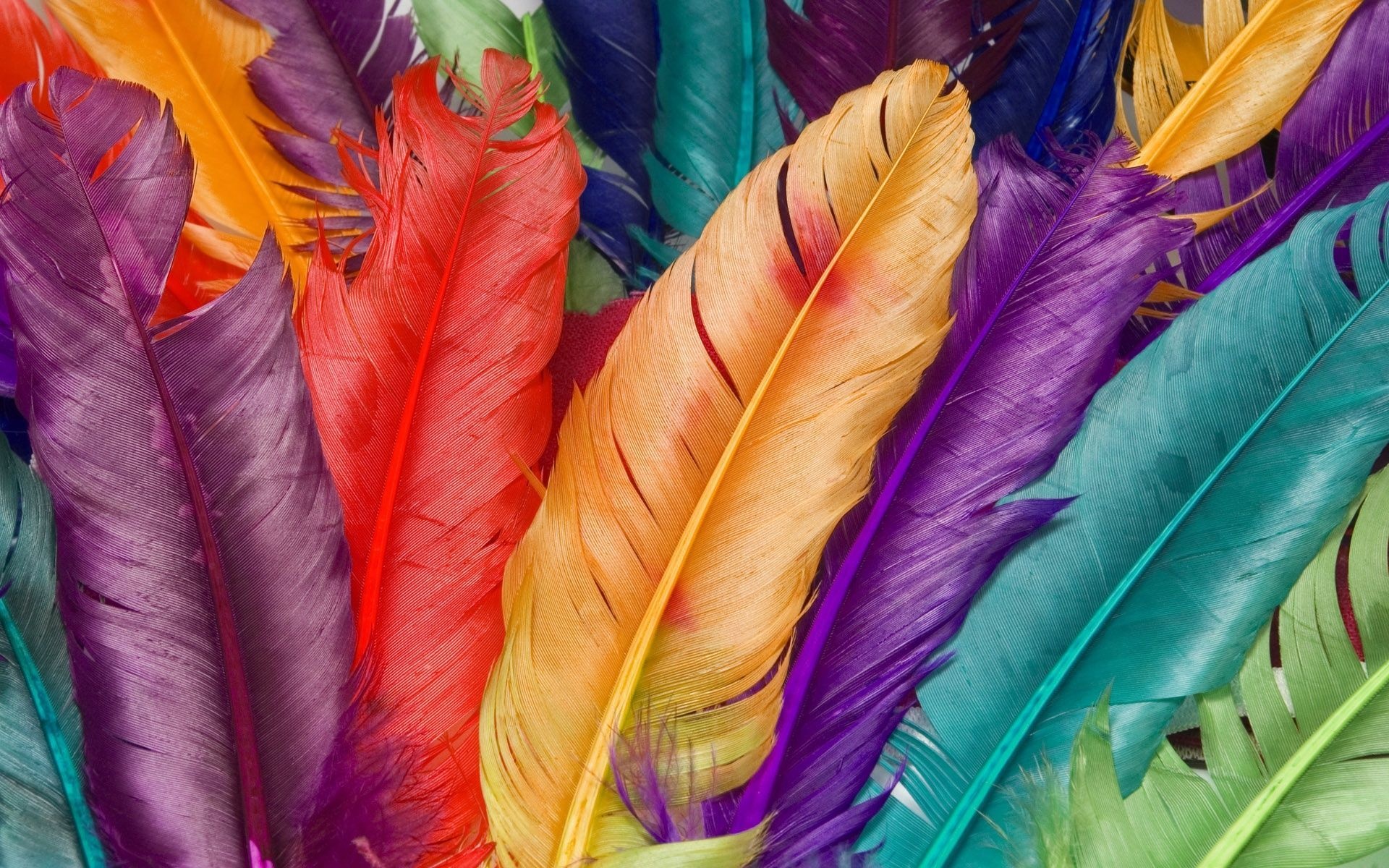 Bird feather wallpapers, Avian beauty, Feathered creatures, Nature's art, 1920x1200 HD Desktop