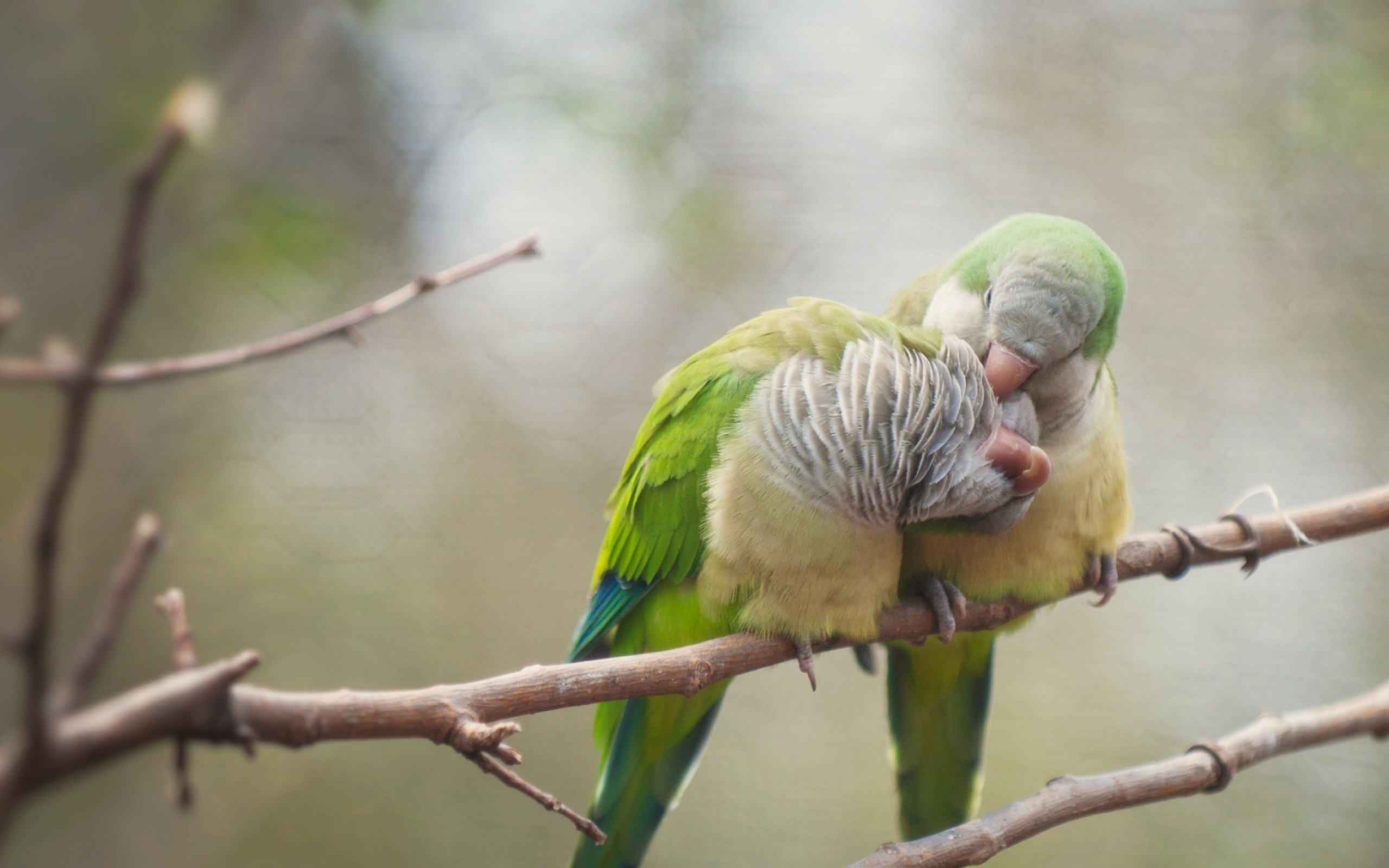 3D love bird, Dimensional artistry, Romantic symbolism, Visual masterpiece, 2560x1600 HD Desktop