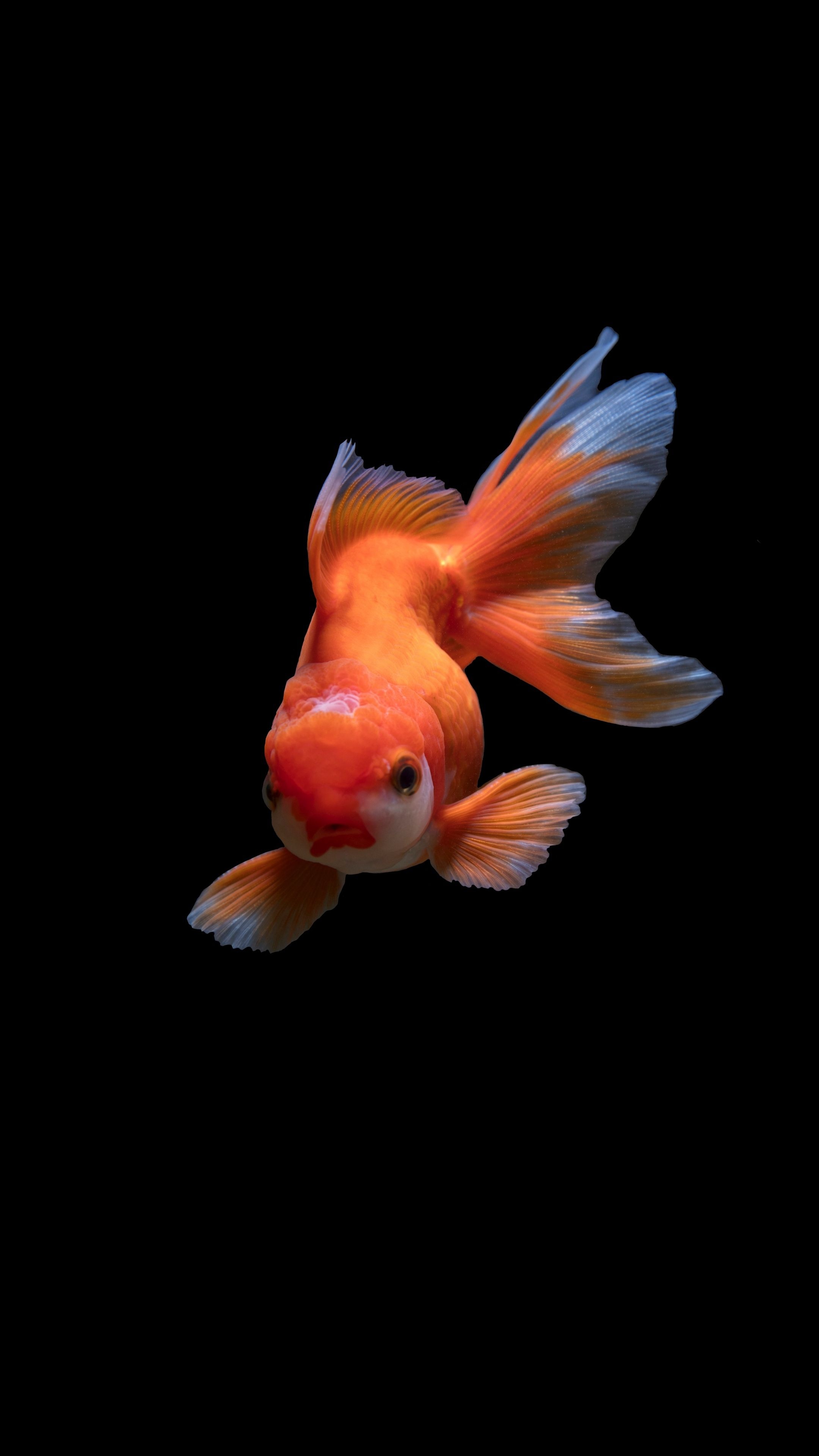 Oranda, Goldfish Wallpaper, 2160x3840 4K Phone