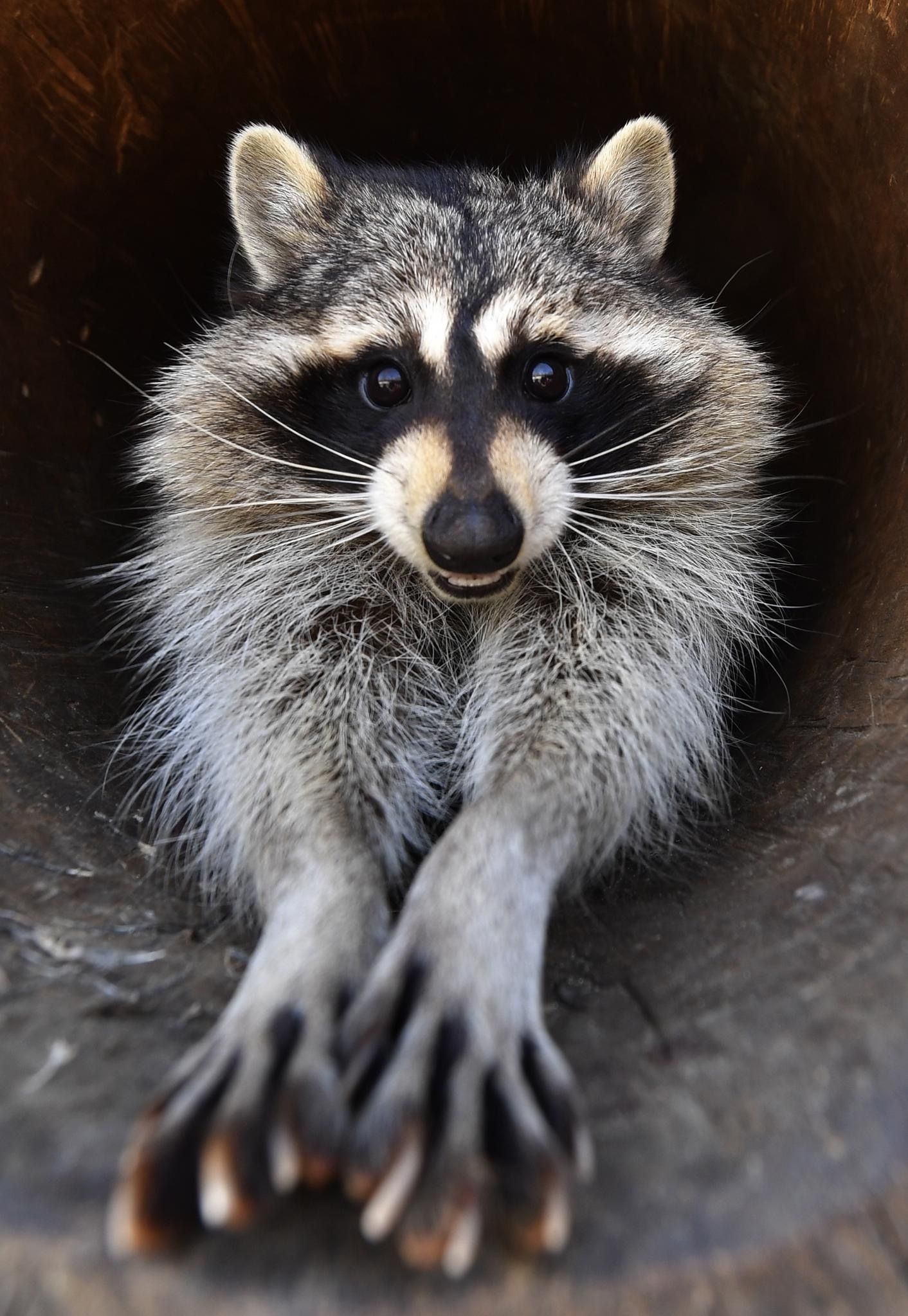 Trash panda, Cute raccoon, Beautiful creature, Animal wonder, 1420x2050 HD Phone