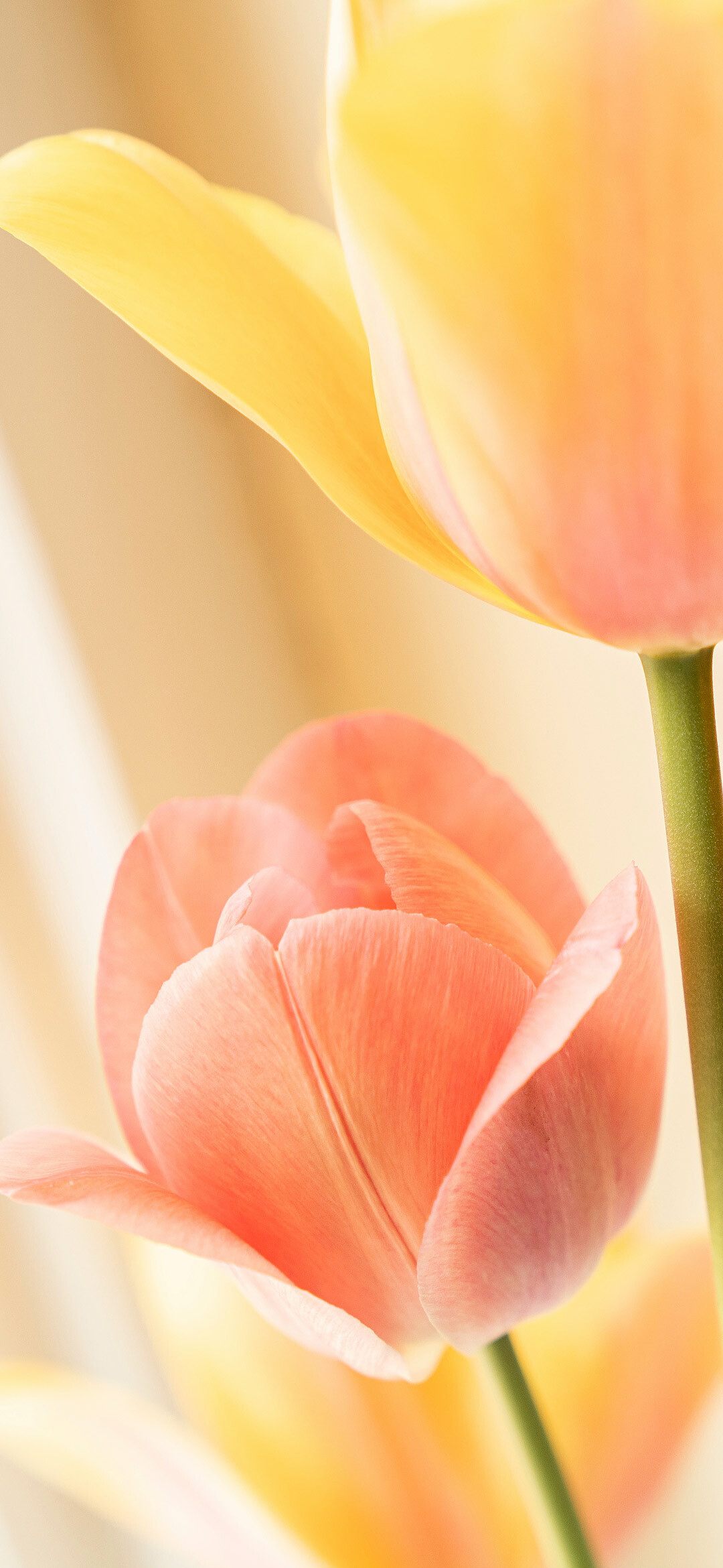 Tulip (Nature), Yellow tulip, Flowers in bloom, Wallpapersmax, 1080x2340 HD Phone