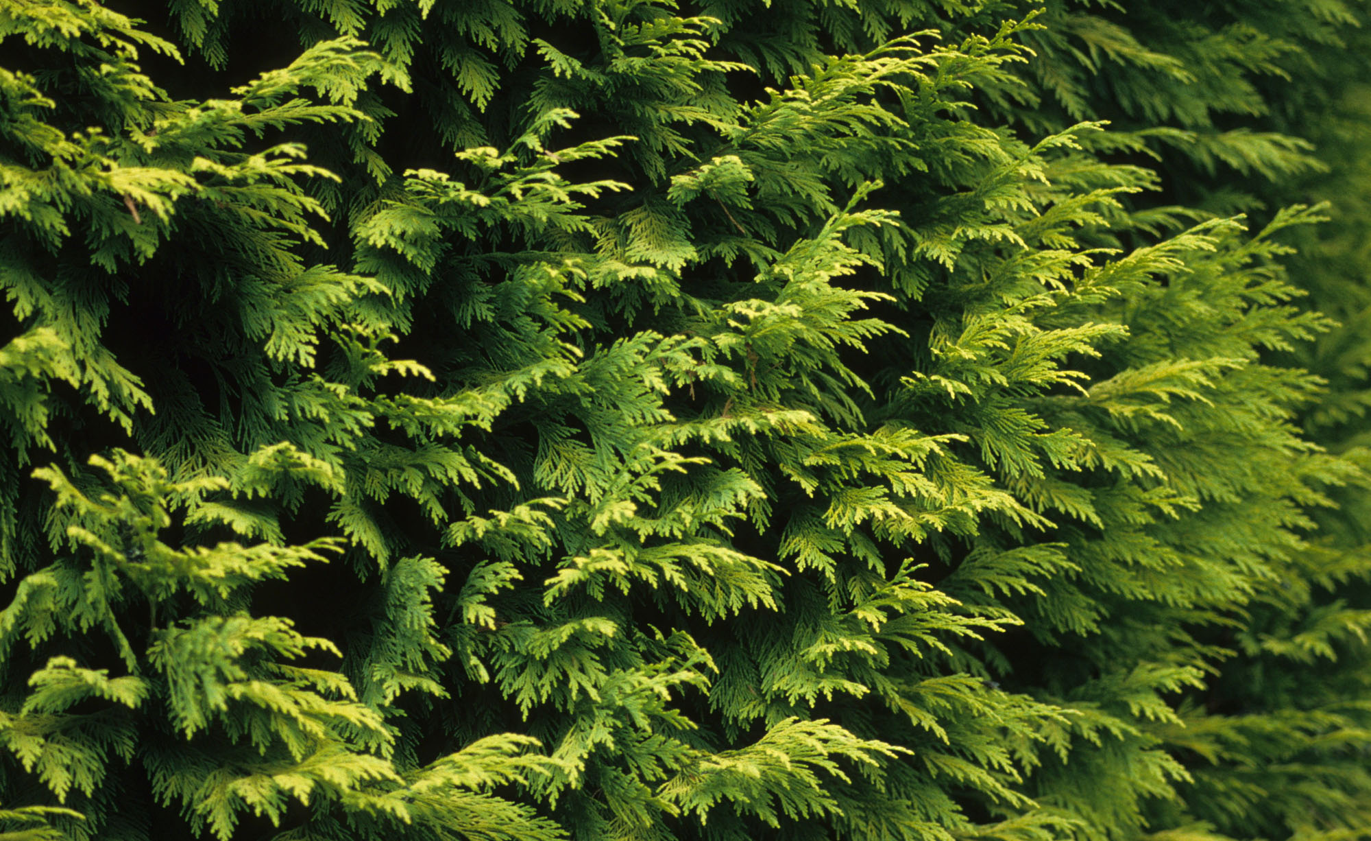 Chamaecyparis lawsoniana, Planting and care, Beautiful ornamental, Mein Schner Garten, 2000x1230 HD Desktop