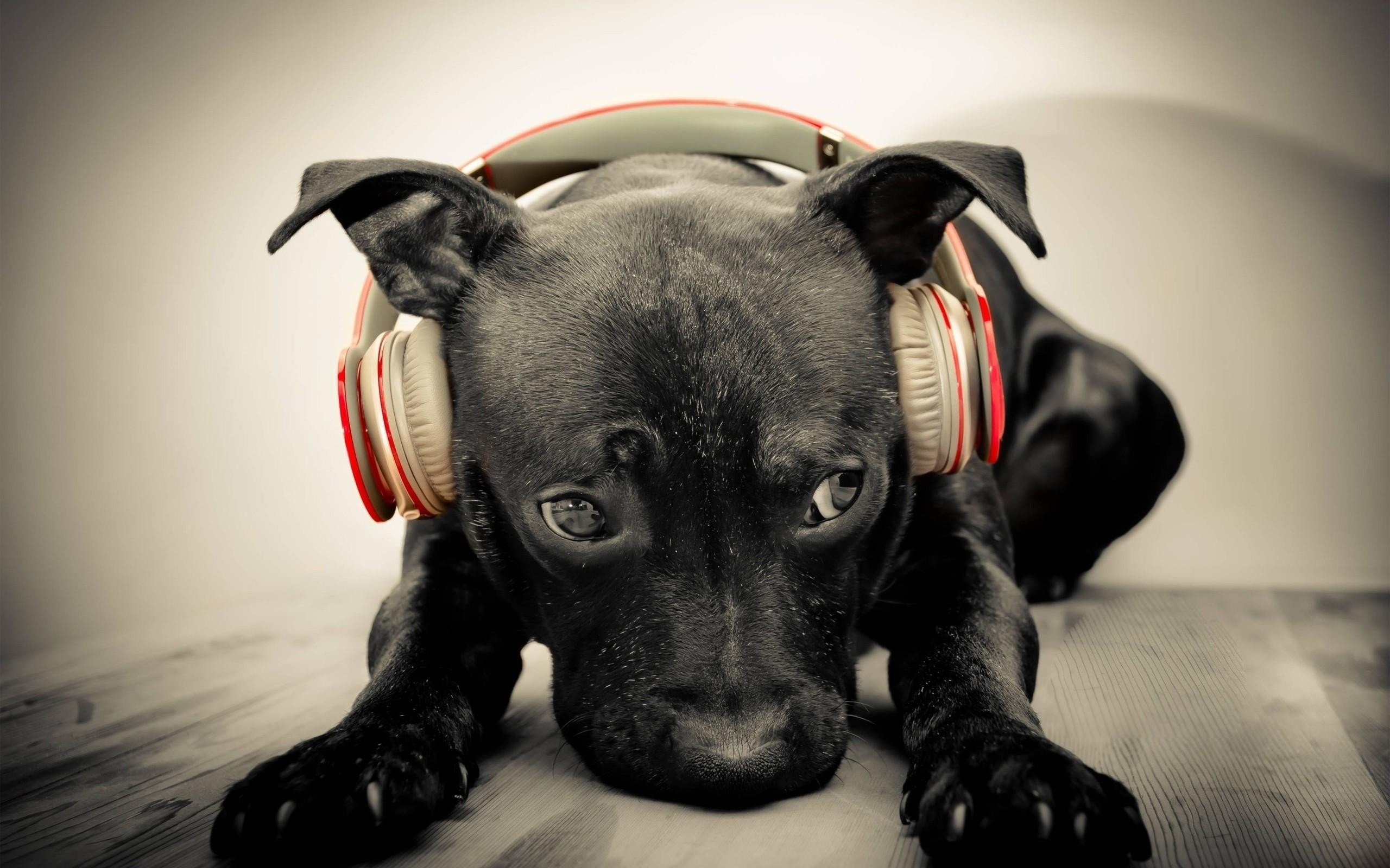 Dog, Headphones Wallpaper, 2560x1600 HD Desktop