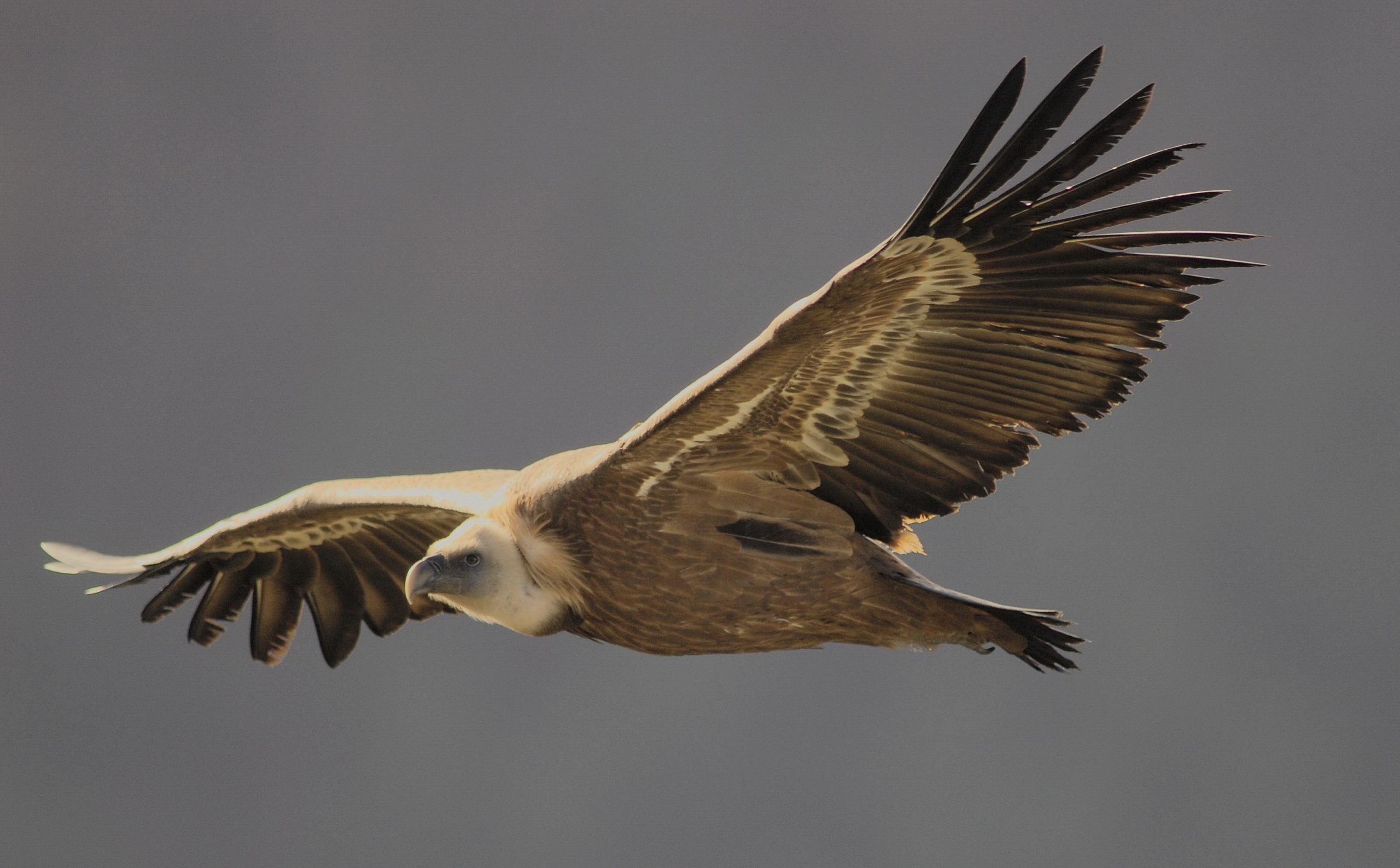 Andalucia's vulture population, Population growth survey, Conservation awareness, VCF's findings, 2560x1590 HD Desktop