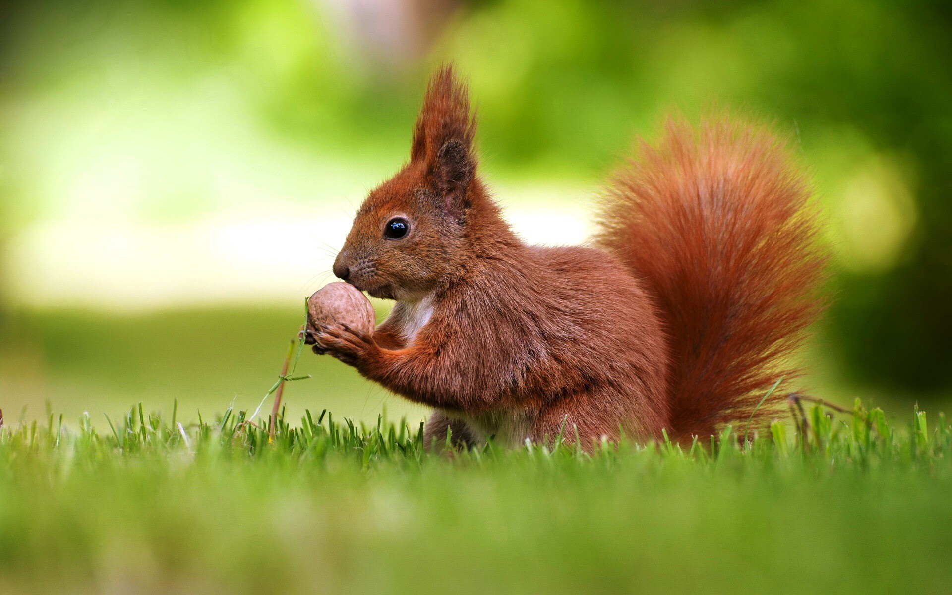 Fantastic squirrel wallpaper, Captivating squirrel pictures, 1920x1200 HD Desktop