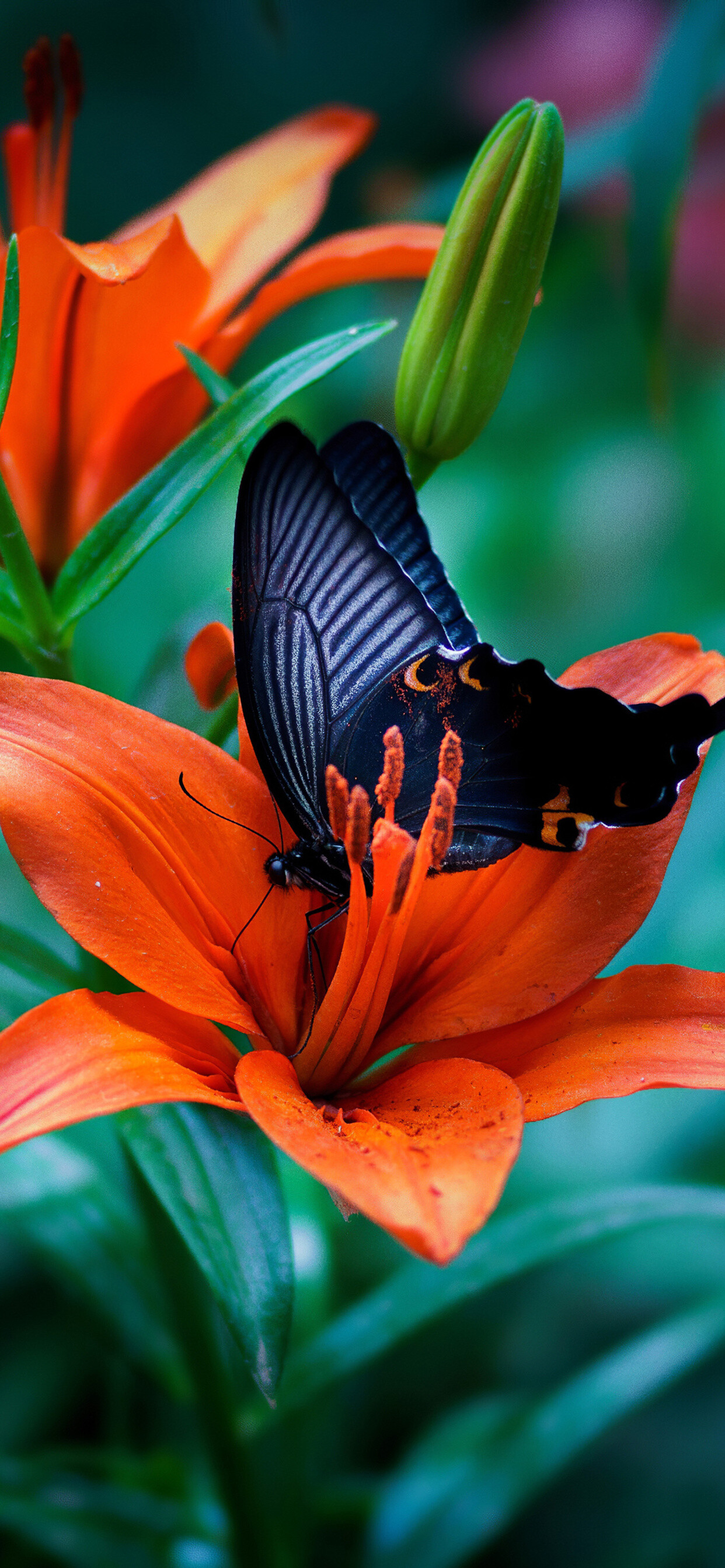 Papilio protenor, Butterflies Wallpaper, 1250x2690 HD Phone