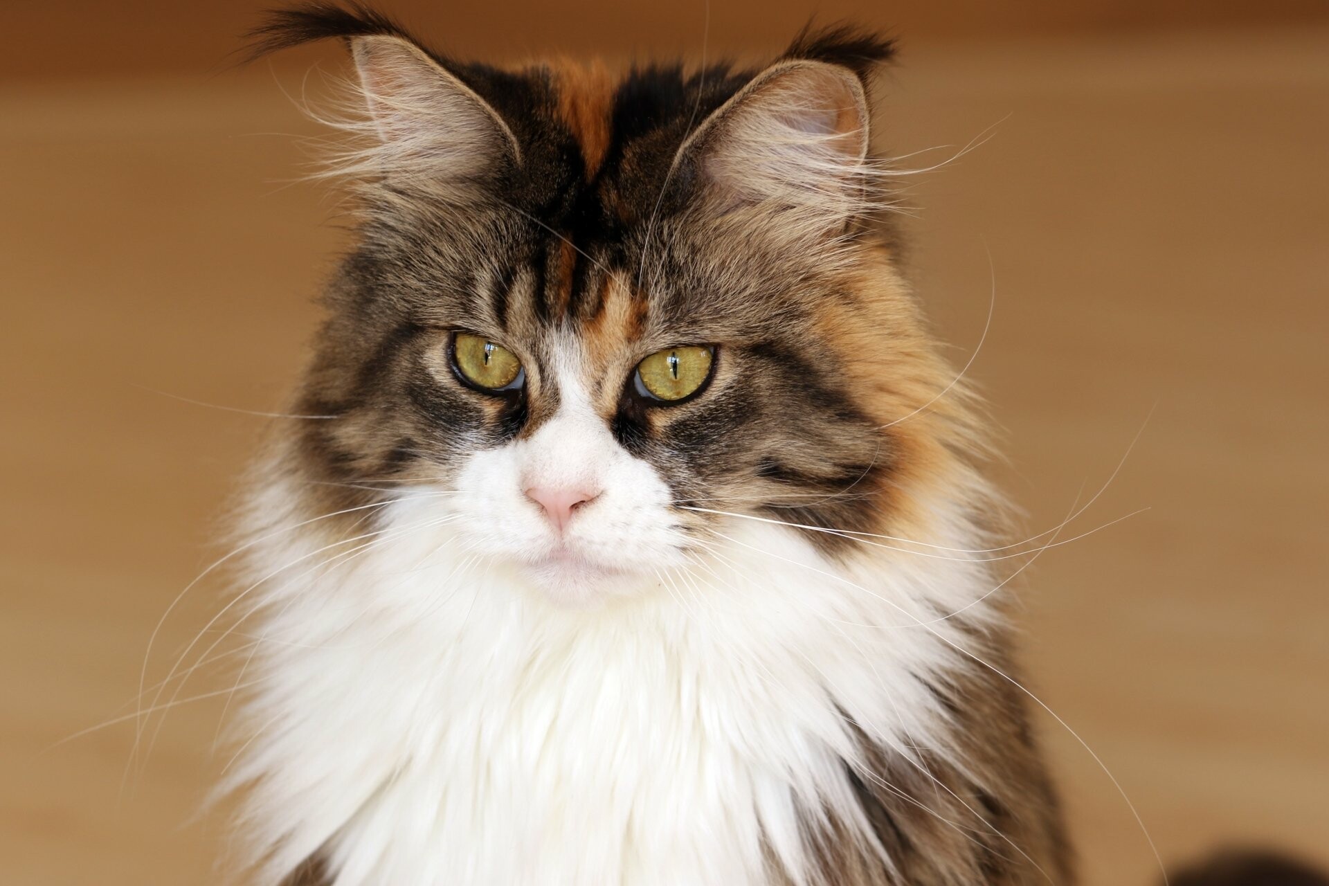 Calico, Maine Coon Wallpaper, 1920x1280 HD Desktop