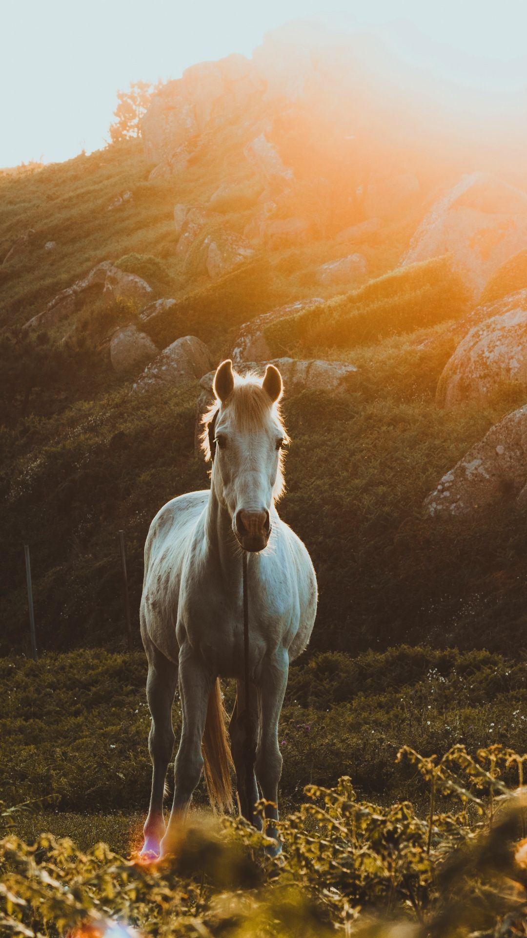 White equus animal, Horse wallpaper, Beautiful horses, 1080x1920 Full HD Phone