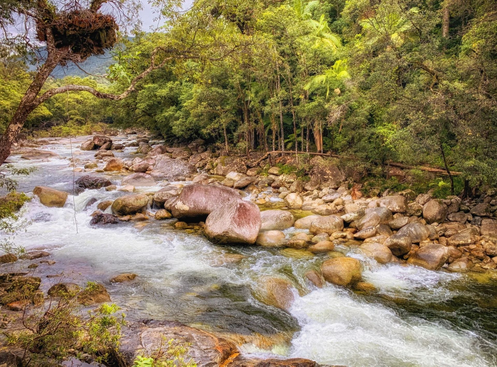 Daintree National Park, Reviews, Tickets, Transportation, 1920x1430 HD Desktop