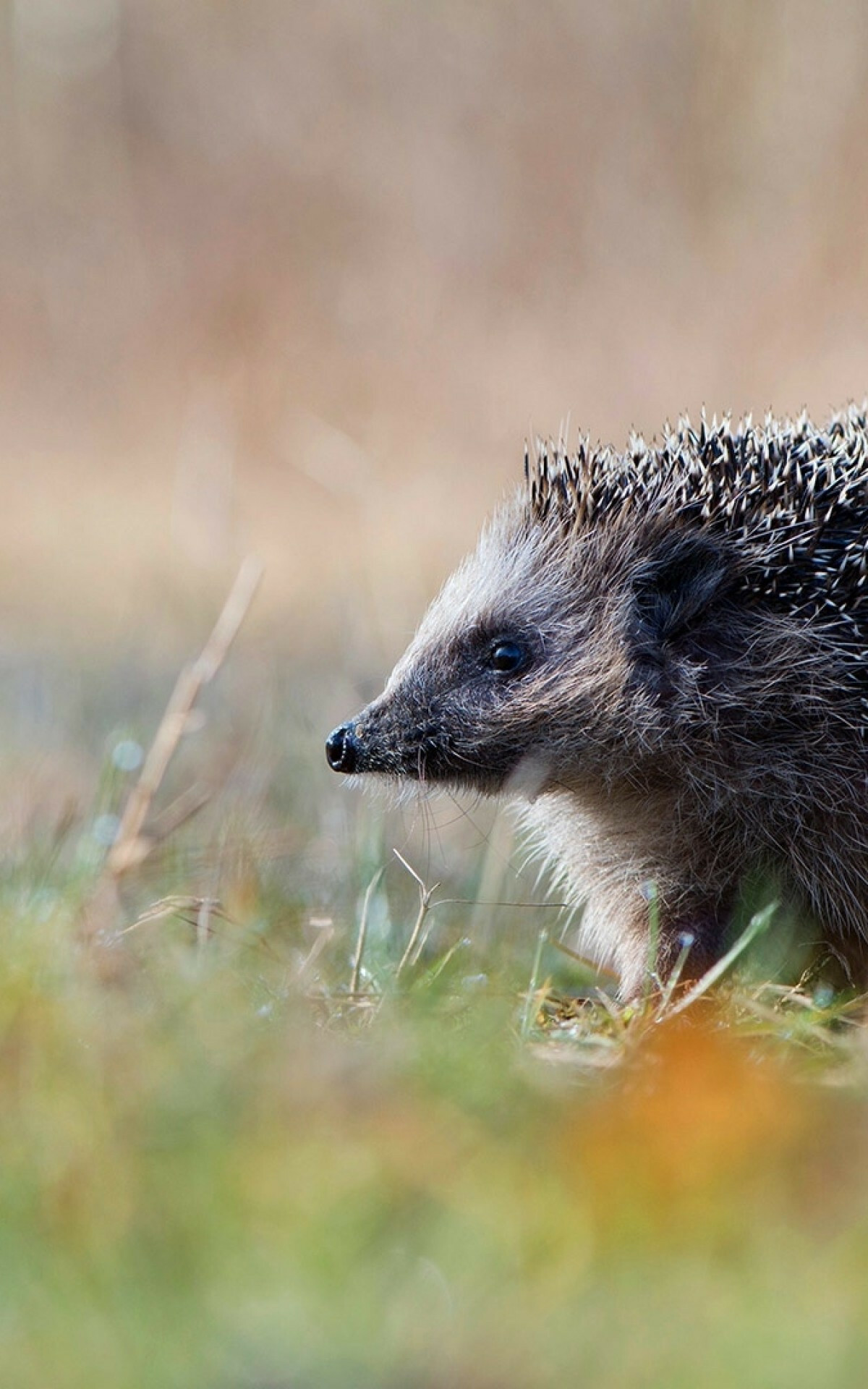 Profile view, Hedgehog in grass, Asus Transformer wallpaper, Kindle Fire HD, 1200x1920 HD Phone