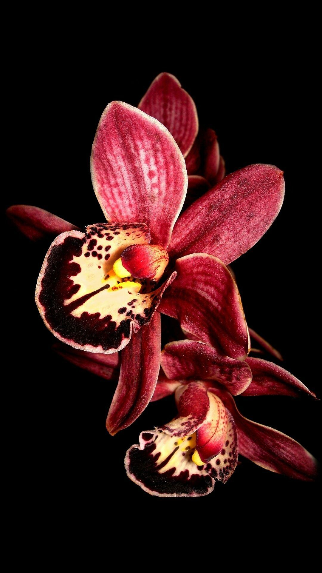 Mauve and red orchid, Orchid wallpapers, 1080x1920 Full HD Phone