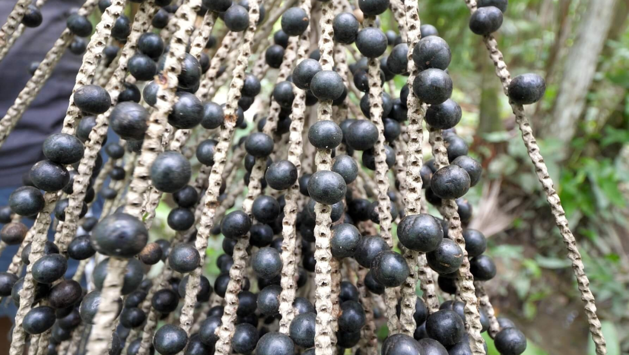 Acai berries, Bountiful harvest, Exotic tree fruit, Tropical delight, 2200x1250 HD Desktop