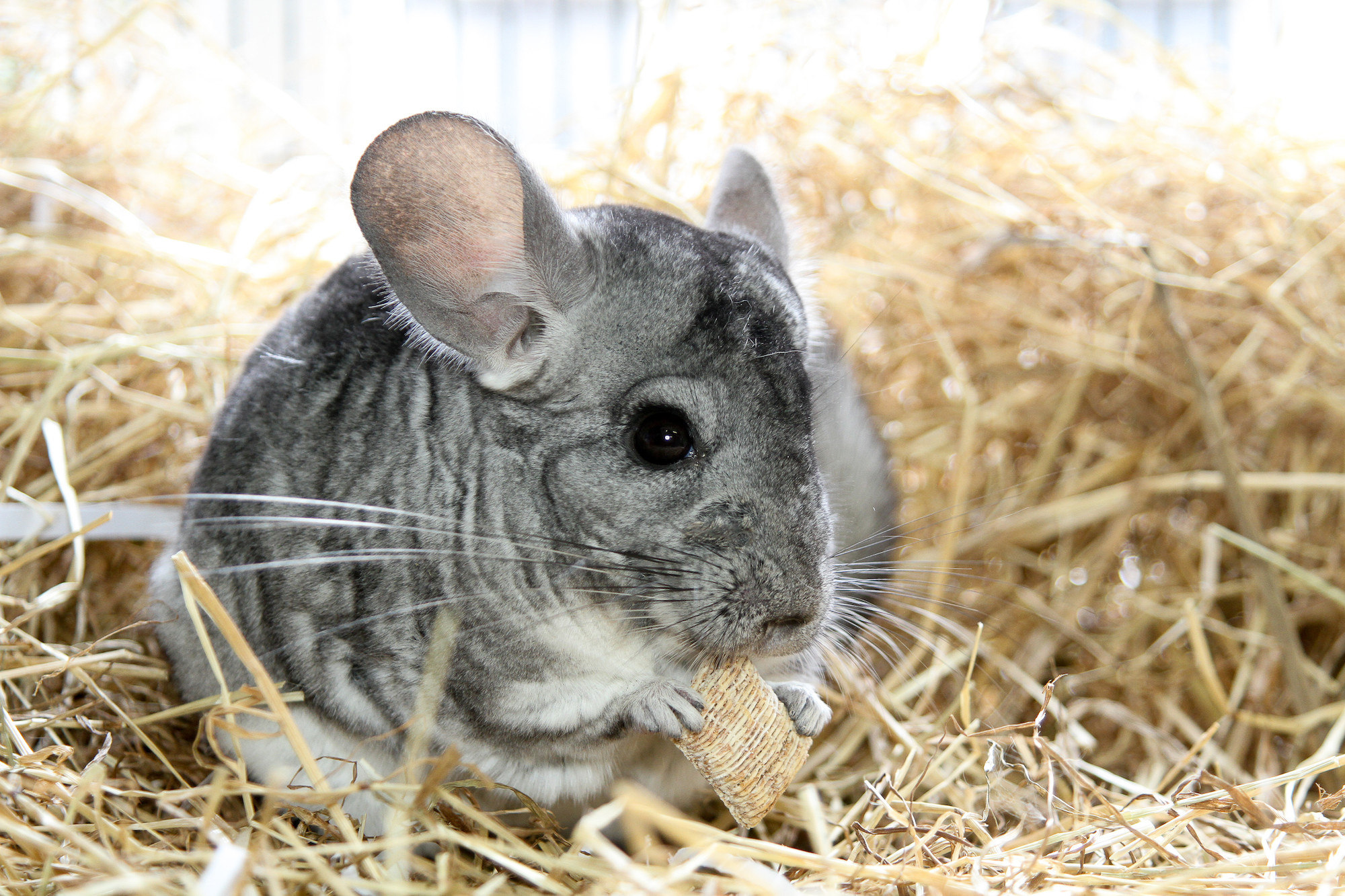 Chinchilla care, Blue Cross organization, Pet tips, Health and wellbeing, 2000x1340 HD Desktop