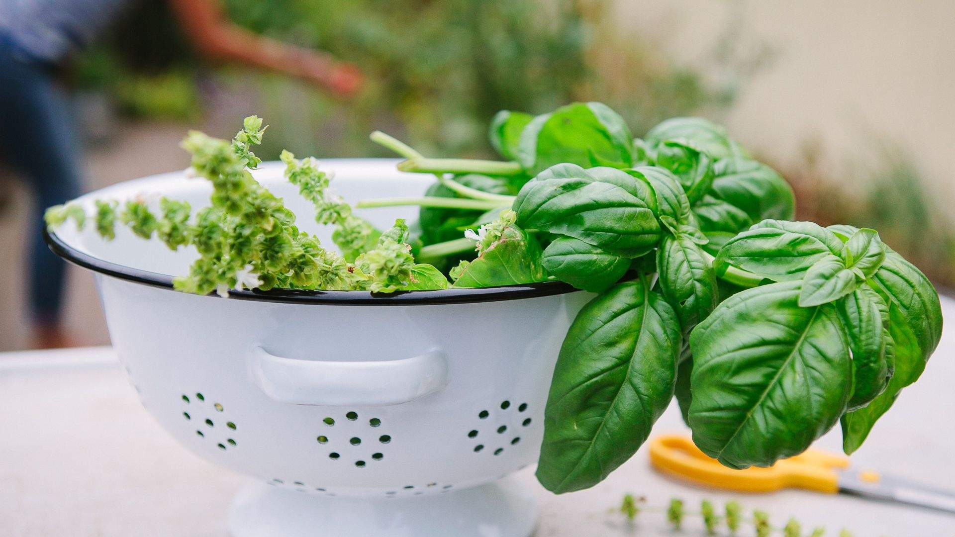 Harvesting basil, Growing tips, Plant care, Culinary herb, 1920x1080 Full HD Desktop