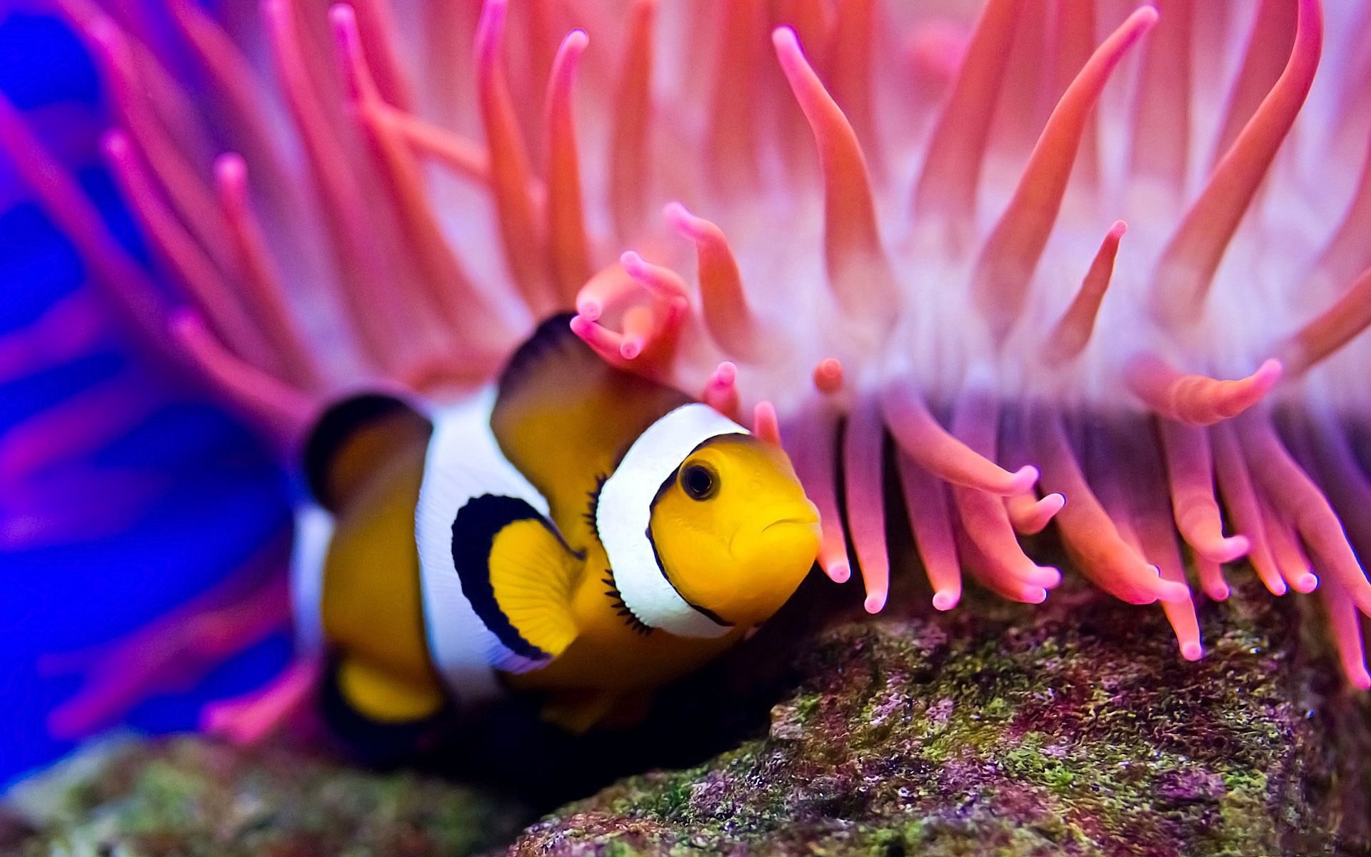 Clownfish, Pink anemone tentacles, Algae-covered rock, HD Desktop wallpaper