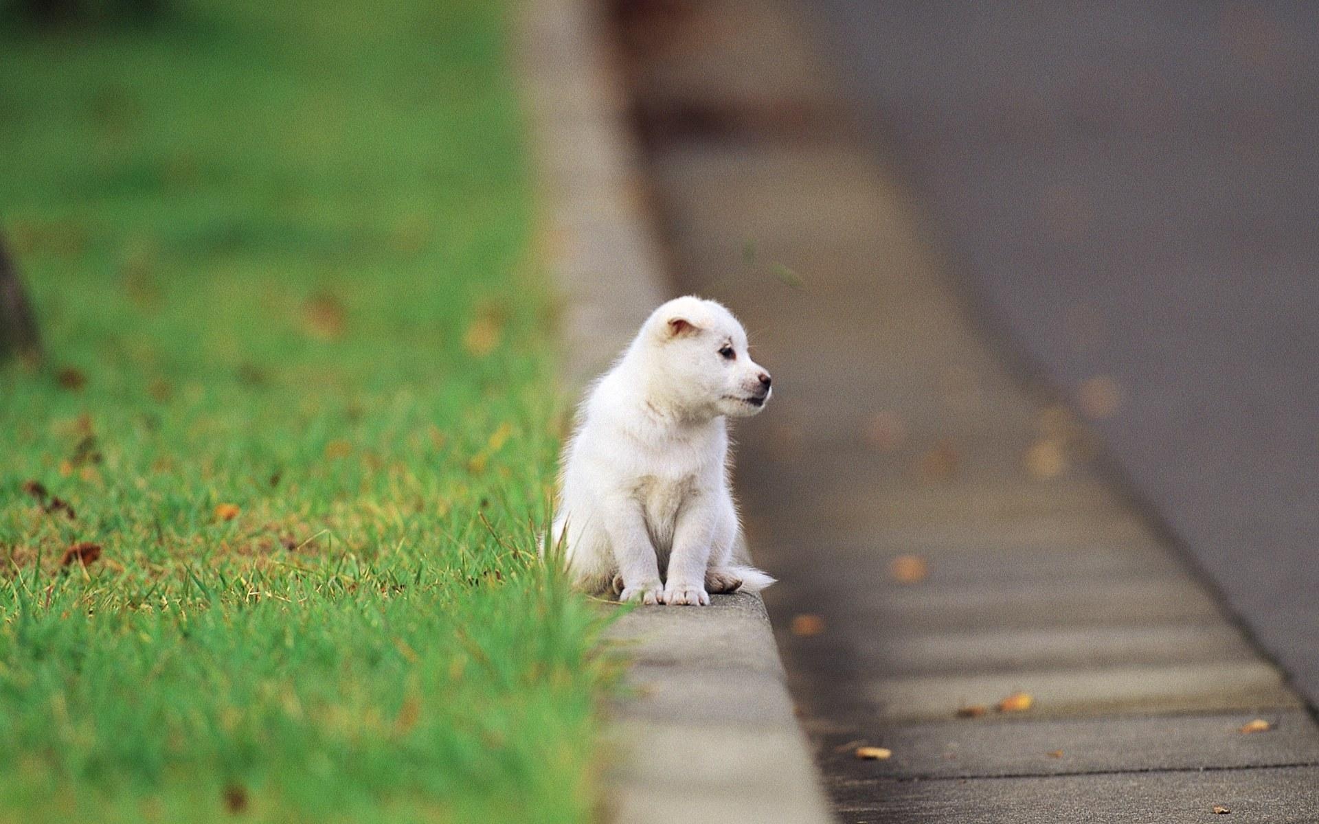 Pretty dog wallpaper, Playful puppies, Funny pet moments, Heartwarming images, 1920x1200 HD Desktop