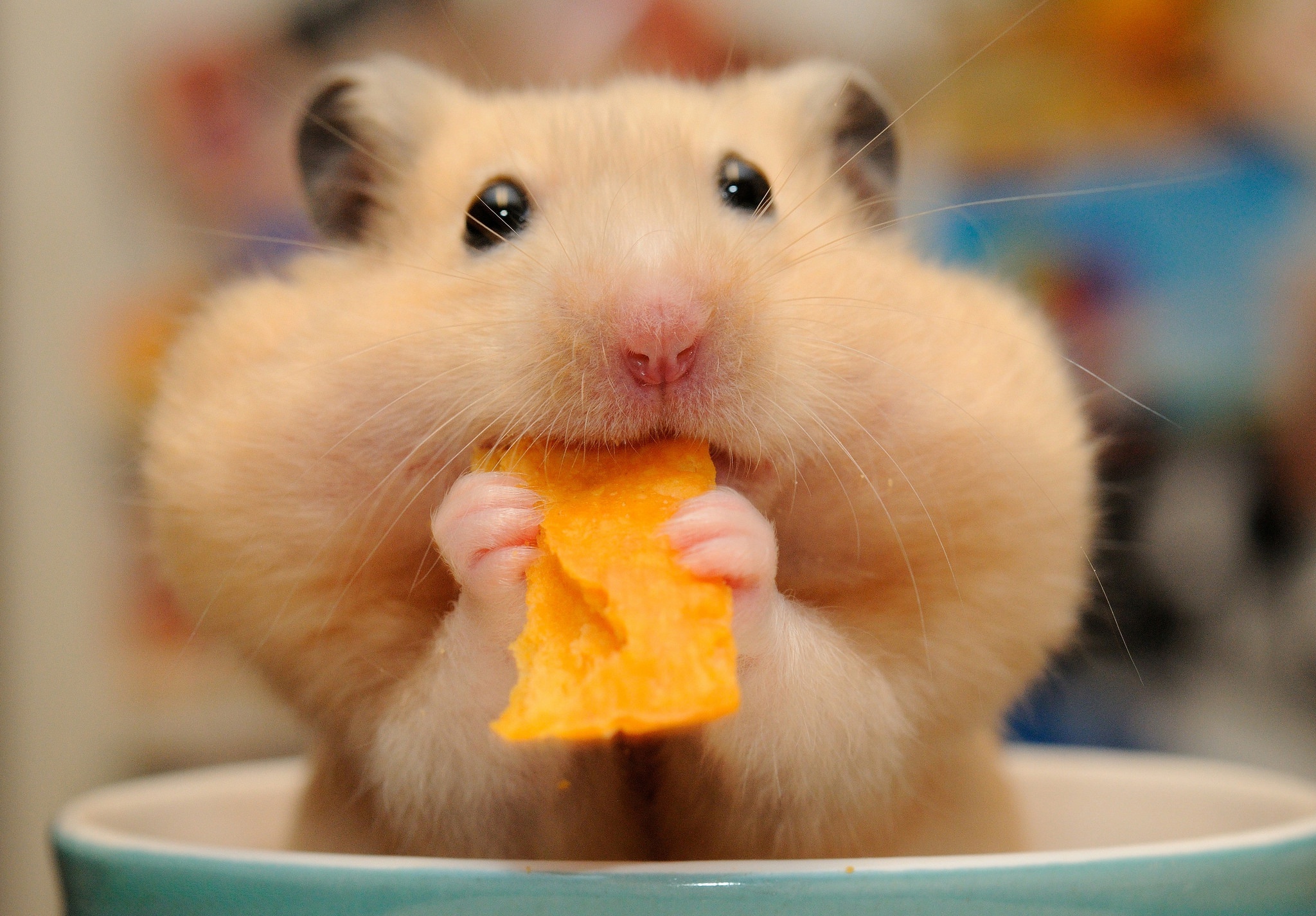 Eating, Hamsters Wallpaper, 2050x1430 HD Desktop